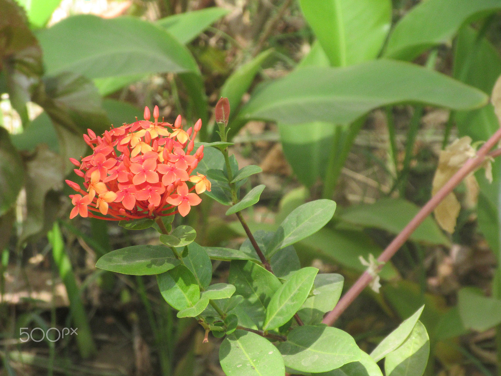Canon PowerShot ELPH 340 HS (IXUS 265 HS / IXY 630) sample photo. Img photography