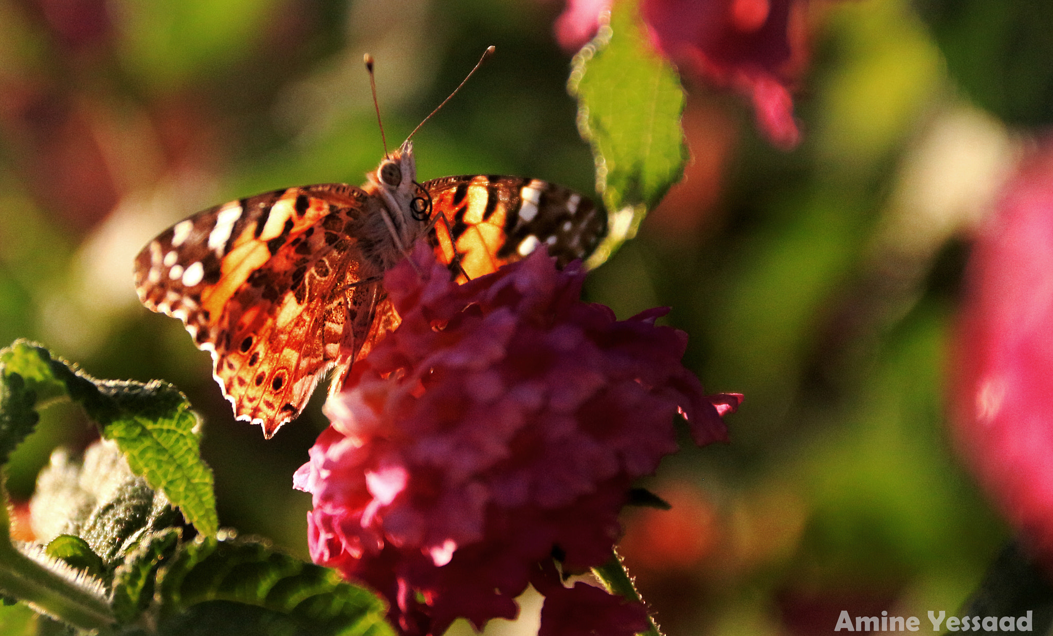 Canon EF-S 18-135mm F3.5-5.6 IS sample photo. Butterfly photography