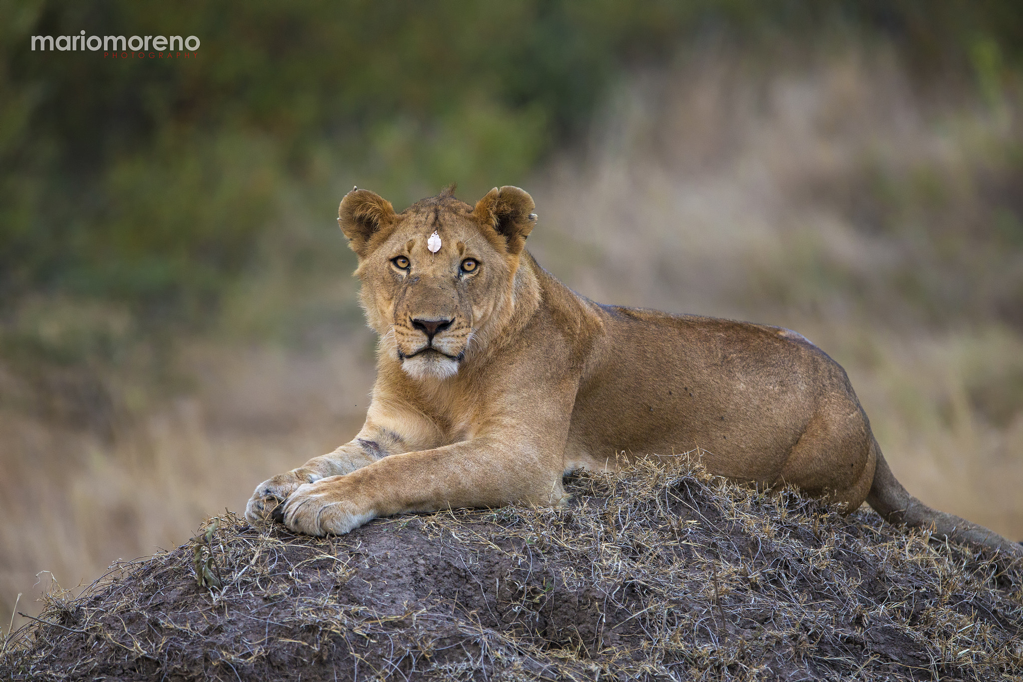 Canon EF 300mm F2.8L IS USM sample photo. The prince of mara photography