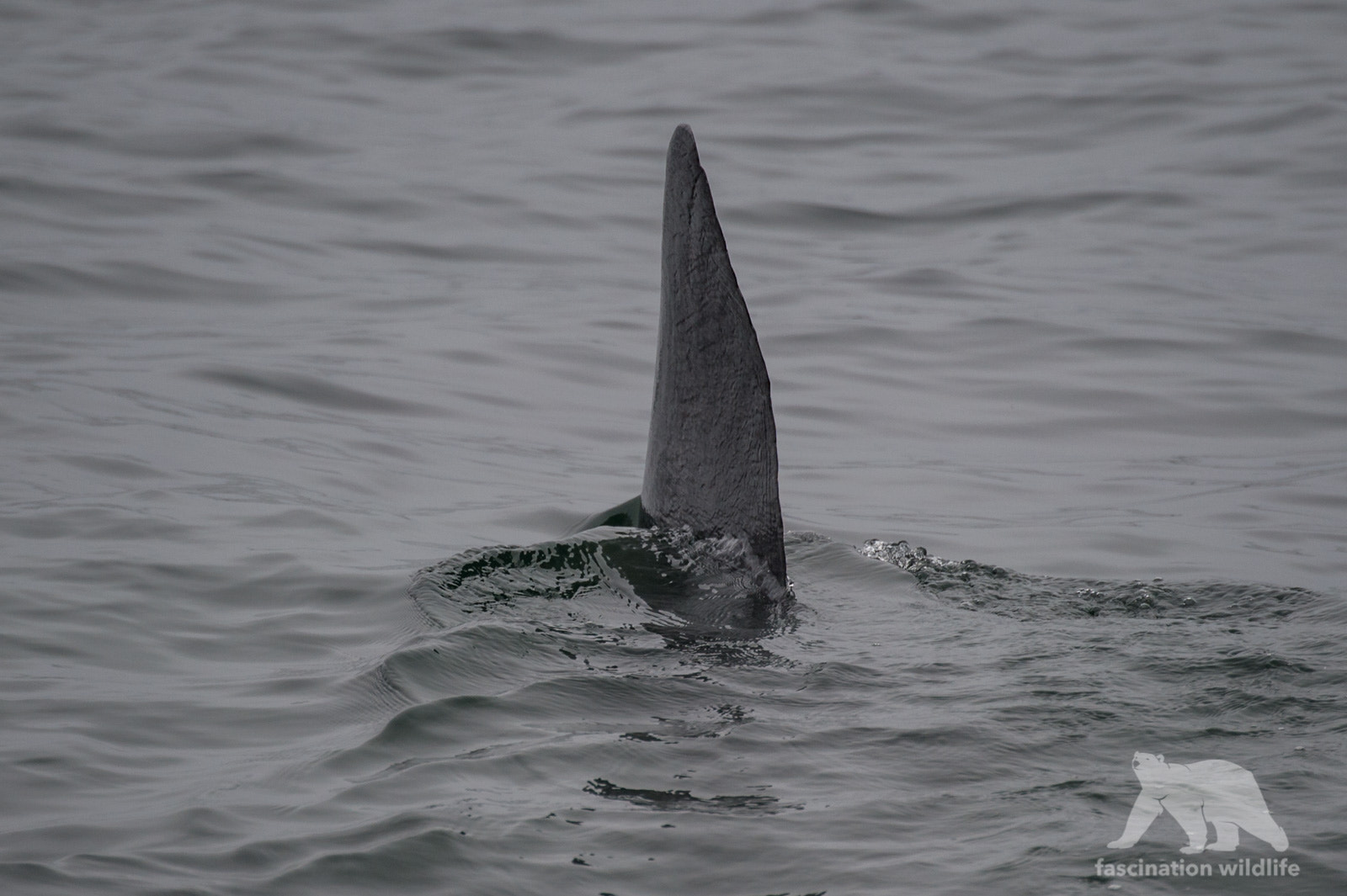 Nikon D4S sample photo. Basking shark photography