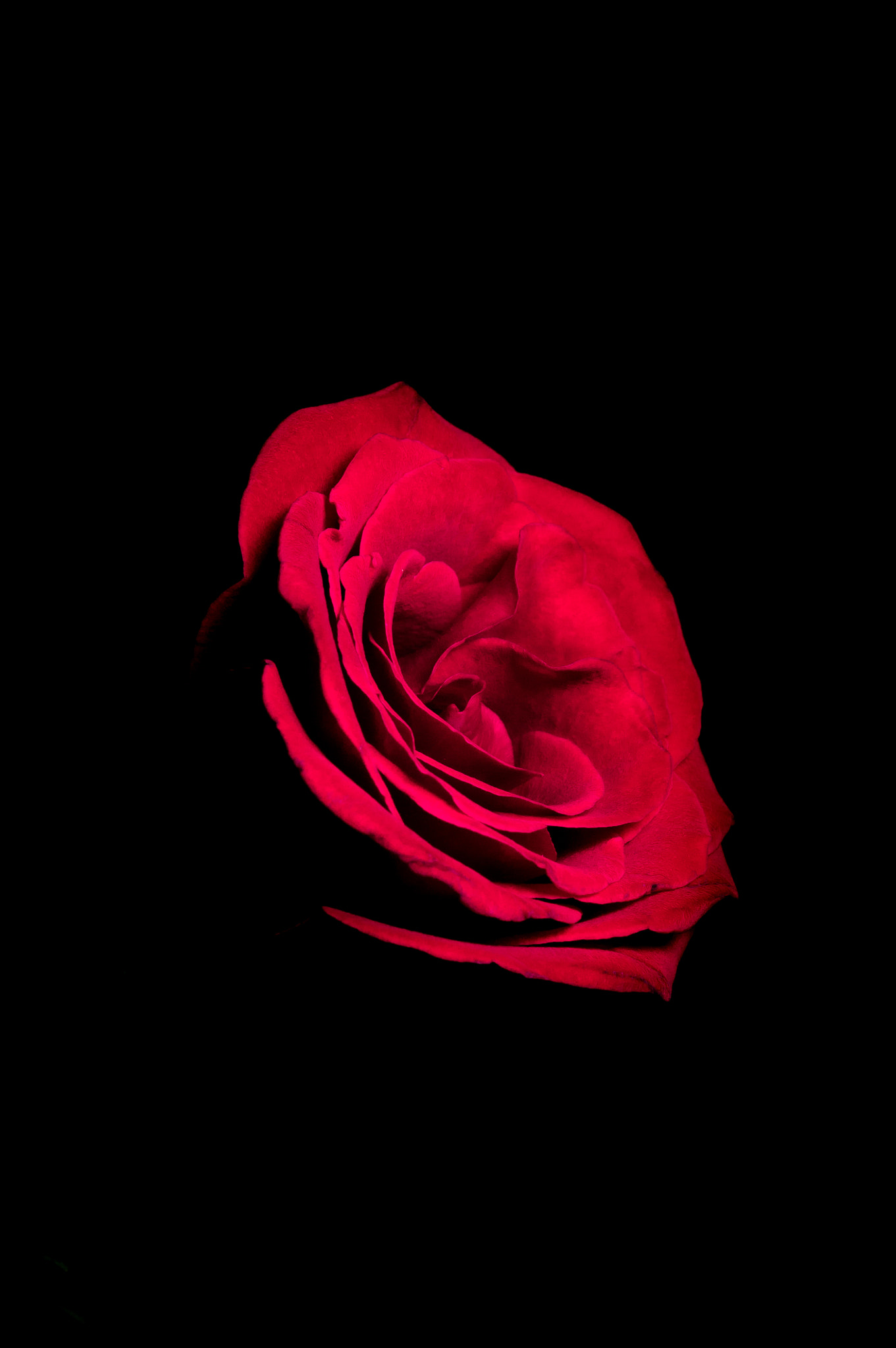 Sony SLT-A37 sample photo. Red rose #2 photography