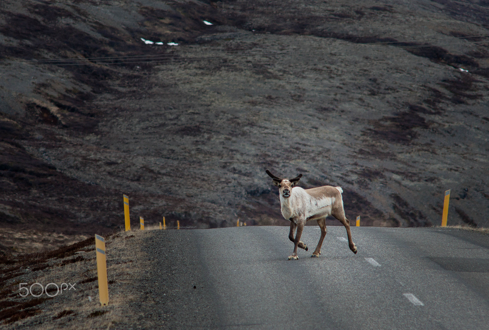 Canon EF 35-80mm f/4-5.6 sample photo. Meeting with reindeer photography