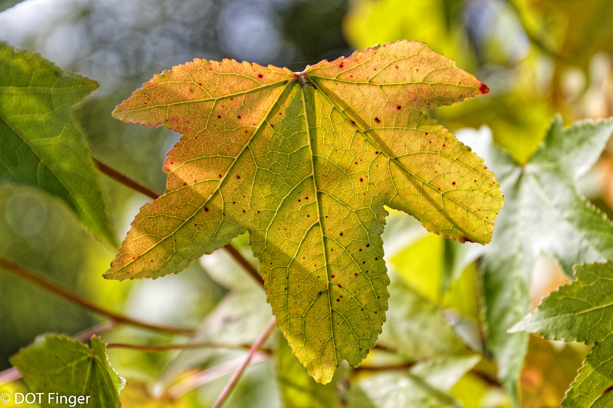 Canon EF 24-70mm F4L IS USM sample photo. Mood of the day photography
