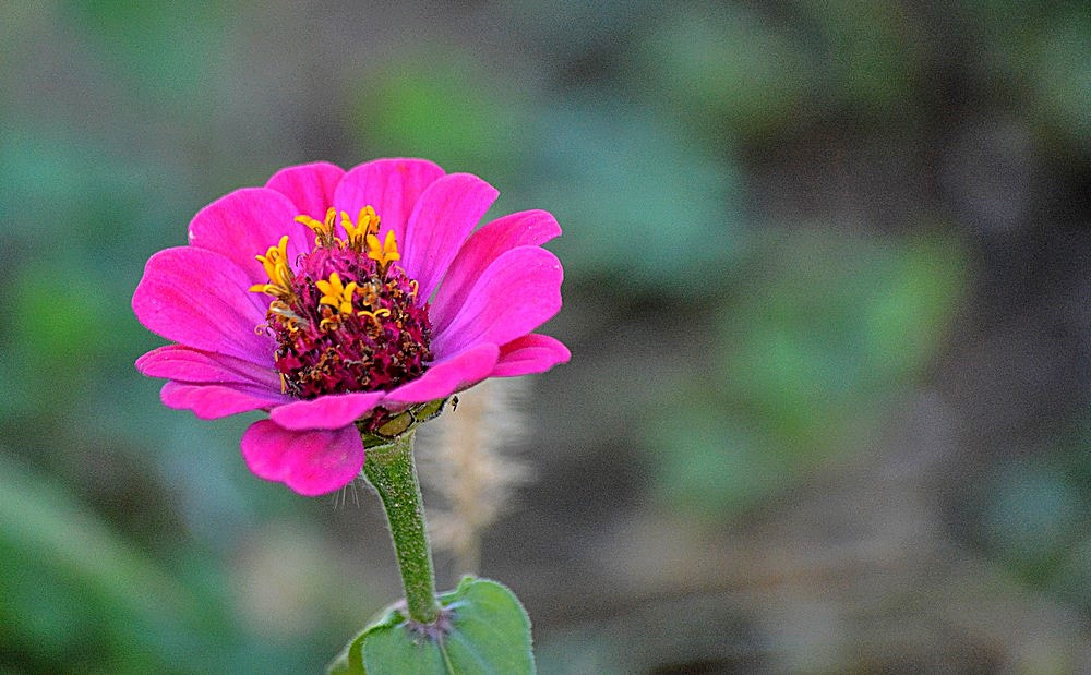 Nikon D7100 sample photo. Les fleurs de jardin 01 photography