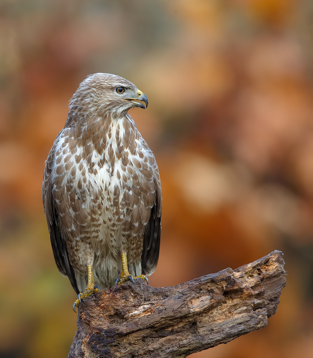 Canon EF 600mm F4L IS II USM sample photo. Common buzzard  photography