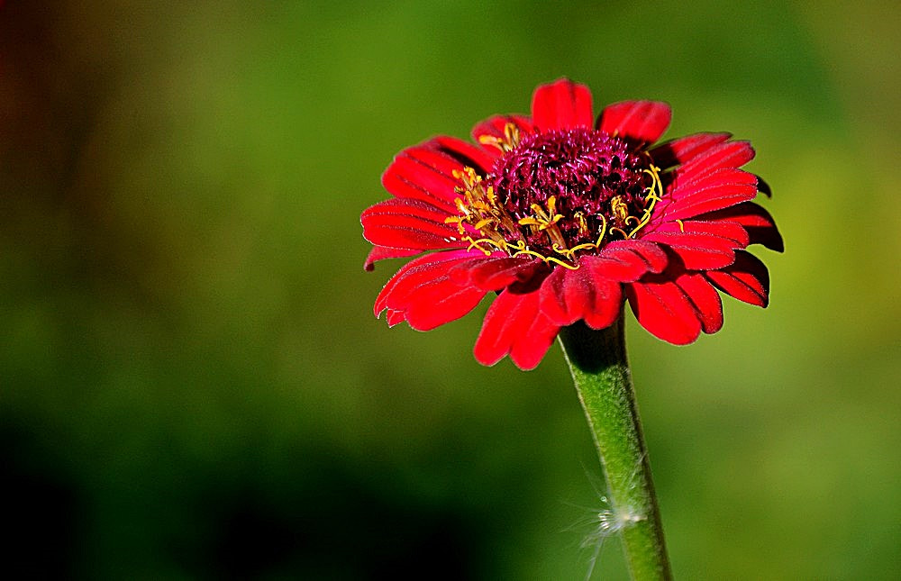 Sigma 70-300mm F4-5.6 APO Macro Super II sample photo. Les fleurs de jardin 02 photography