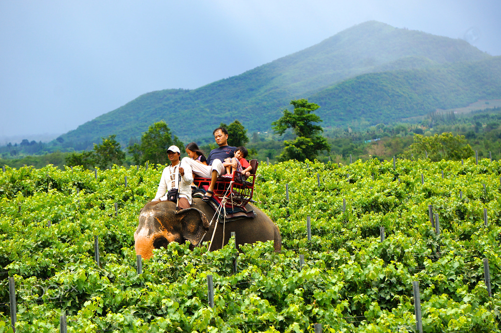 Sony FE 24-240mm F3.5-6.3 OSS sample photo. Elephant ride in huahin thailand photography