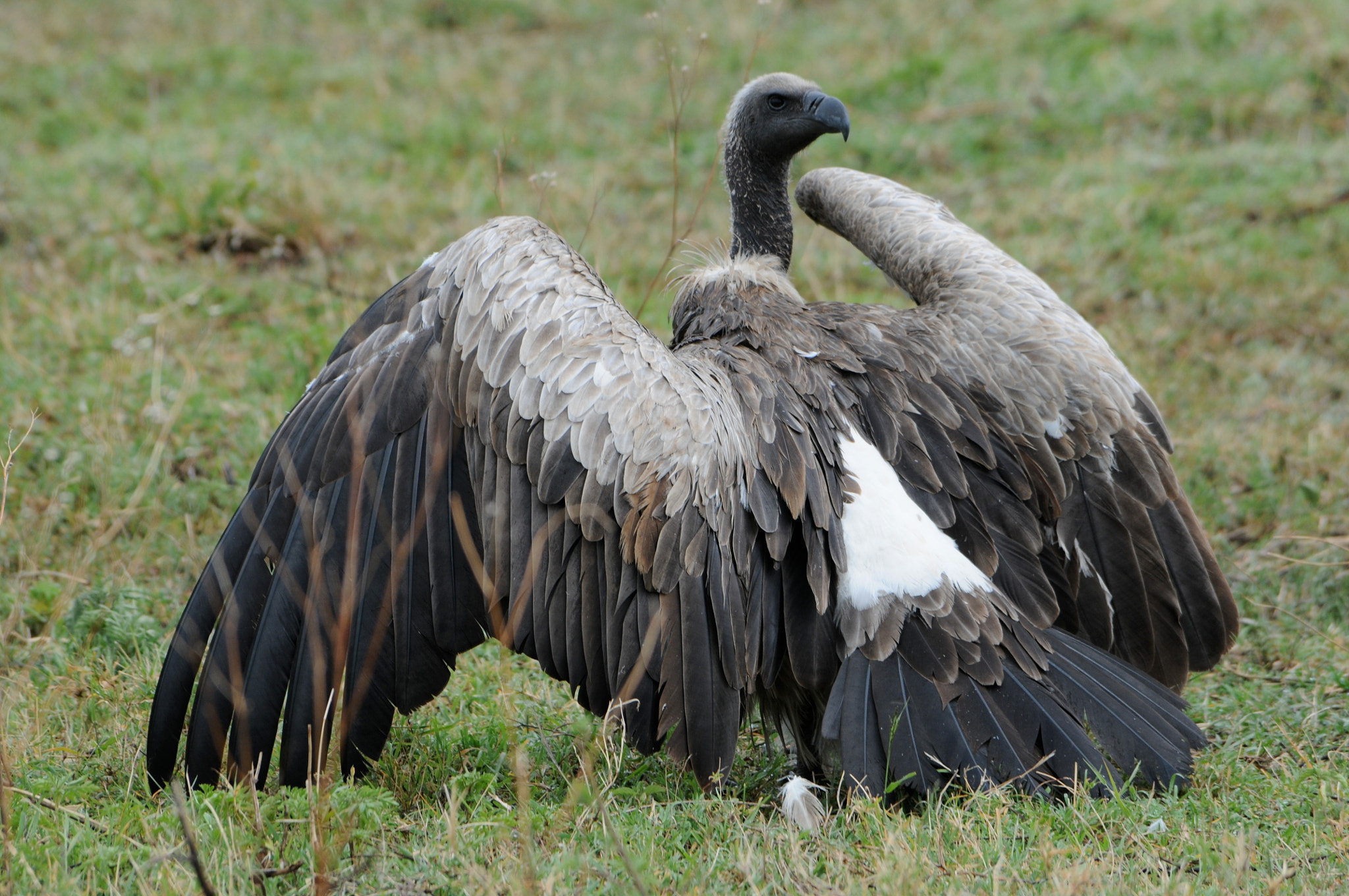 Nikon D300 sample photo. Vulture photography