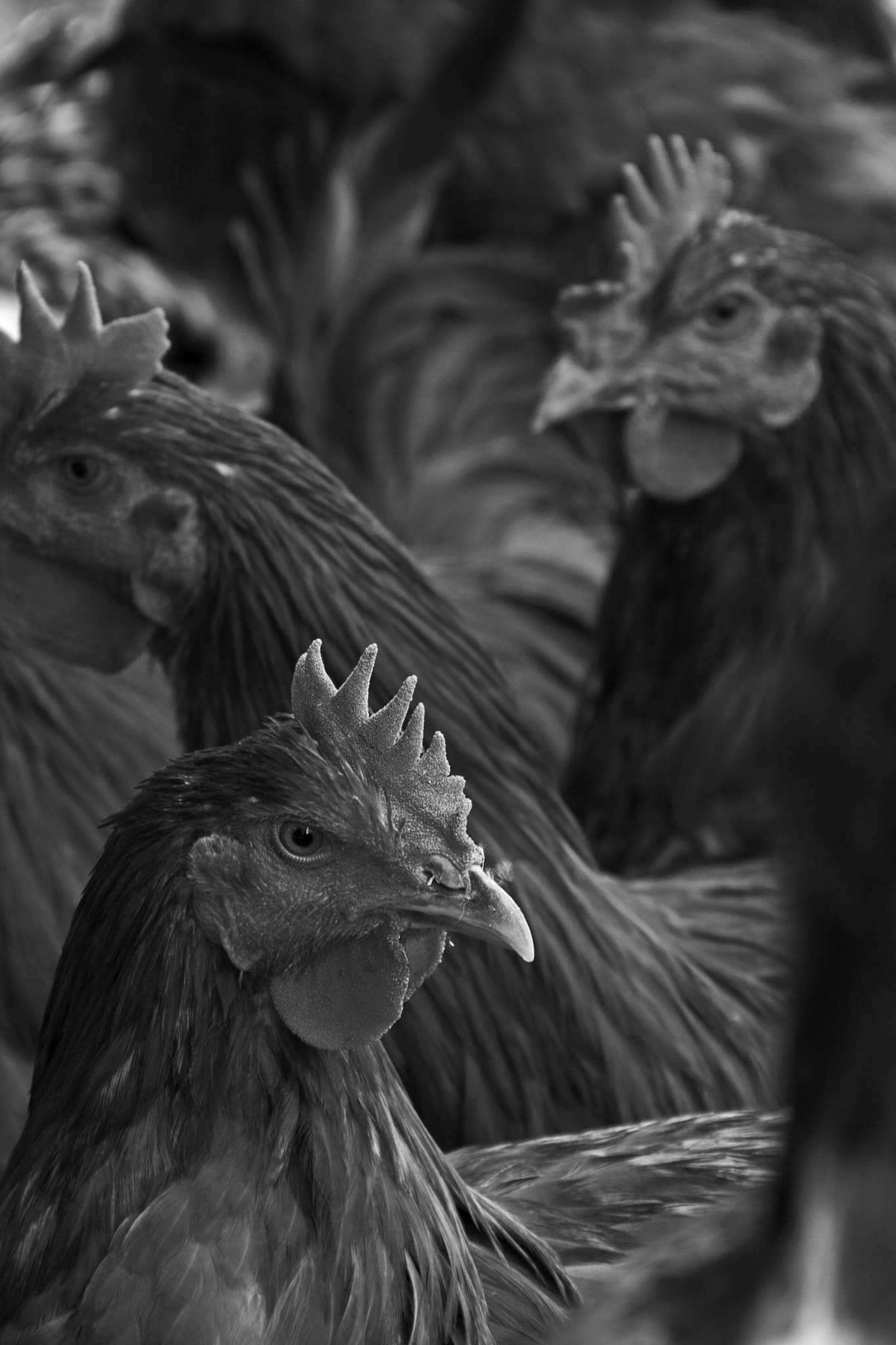 Canon EF 35-350mm F3.5-5.6L USM sample photo. Gallinas photography