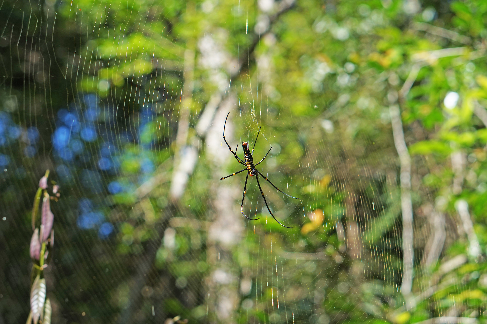 Sony Alpha a5000 (ILCE 5000) + E 50mm F1.8 OSS sample photo. Giant golden orb spider photography