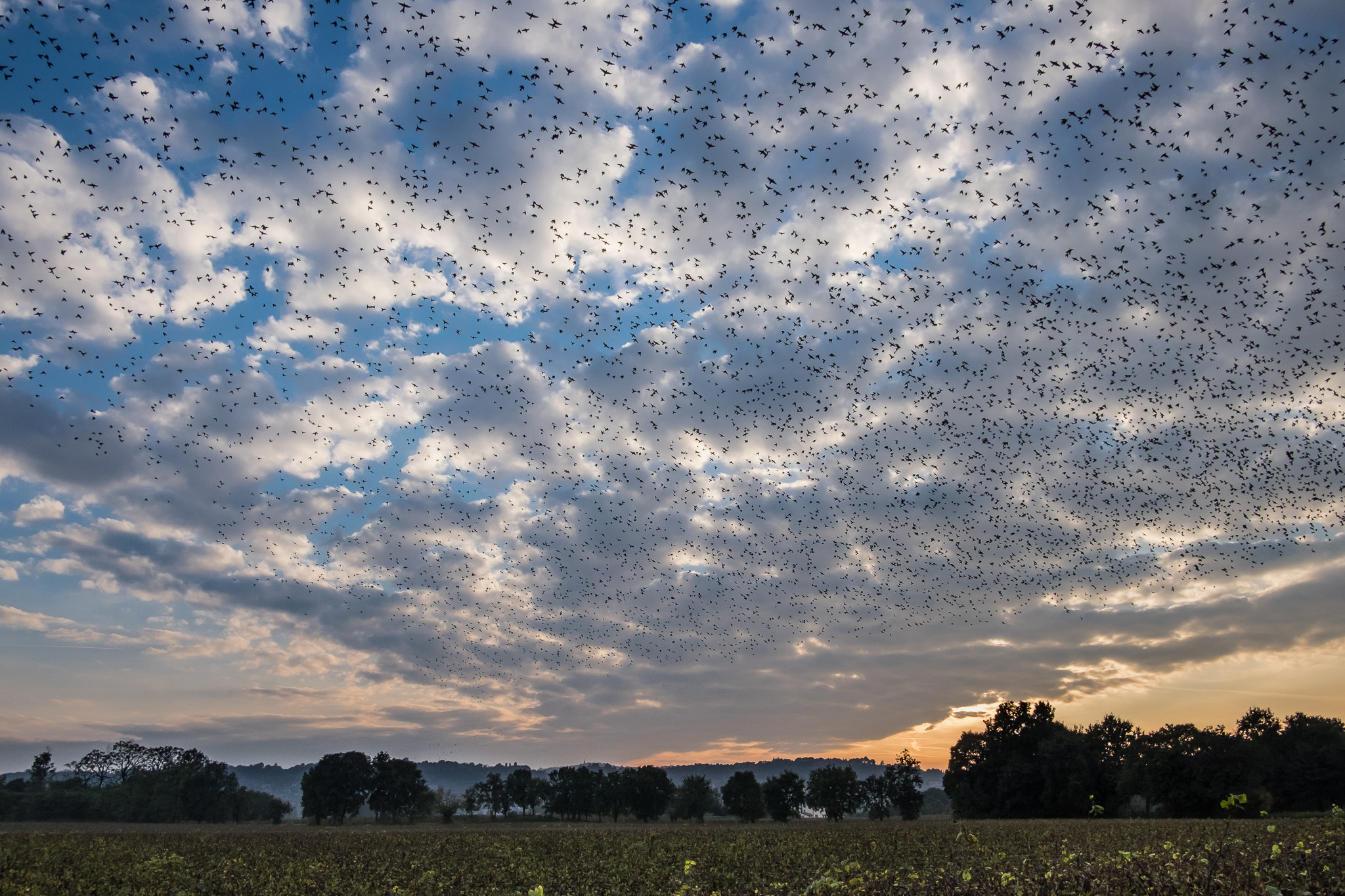Fujifilm X-E2 + Fujifilm XF 18mm F2 R sample photo. Birds migration photography