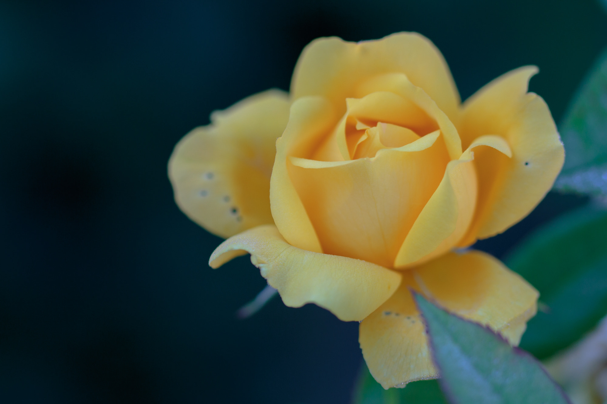 Sigma 105mm F2.8 EX DG OS HSM sample photo. Nature  photography