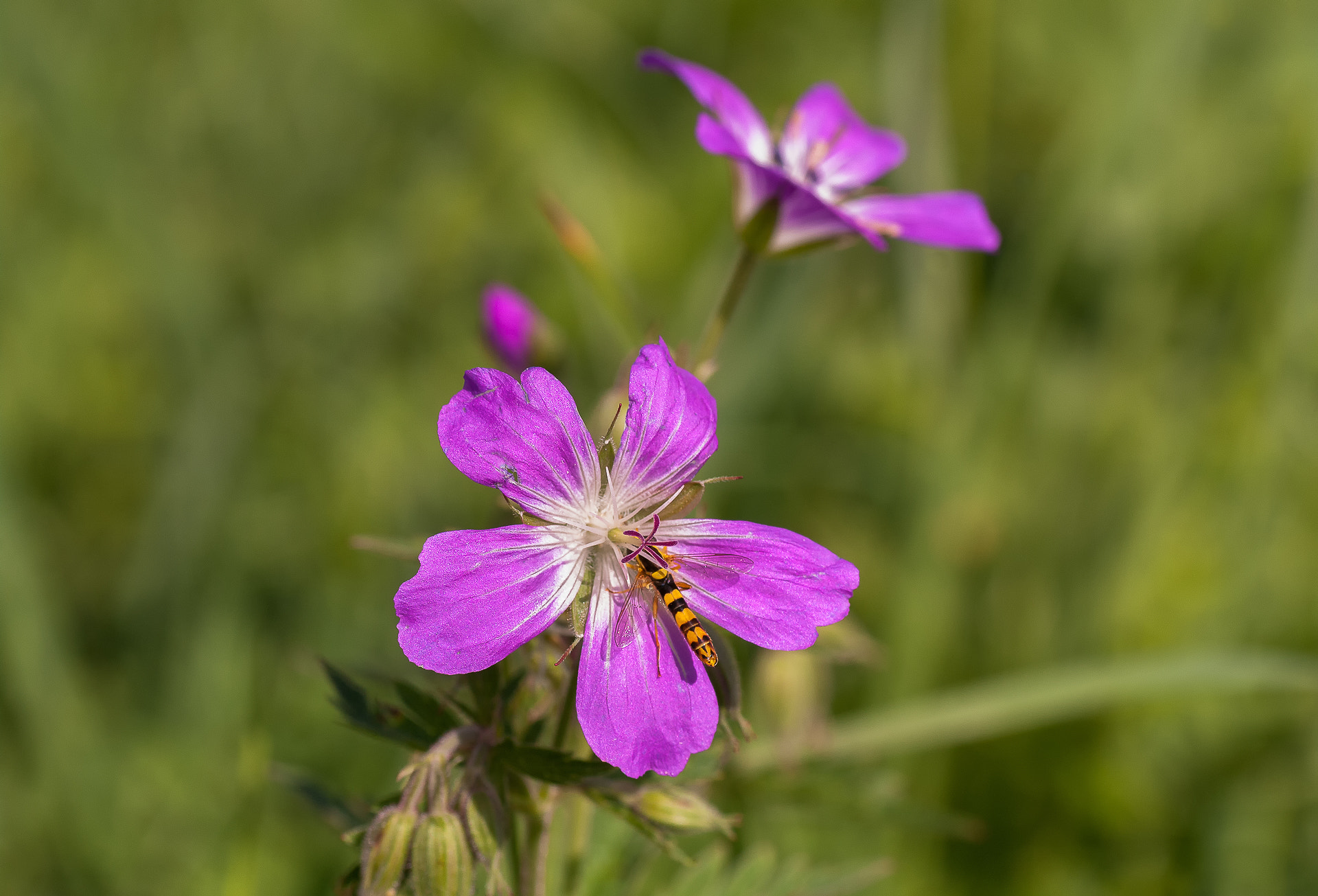 Pentax K-7 + Tamron SP AF 90mm F2.8 Di Macro sample photo. Tween photography