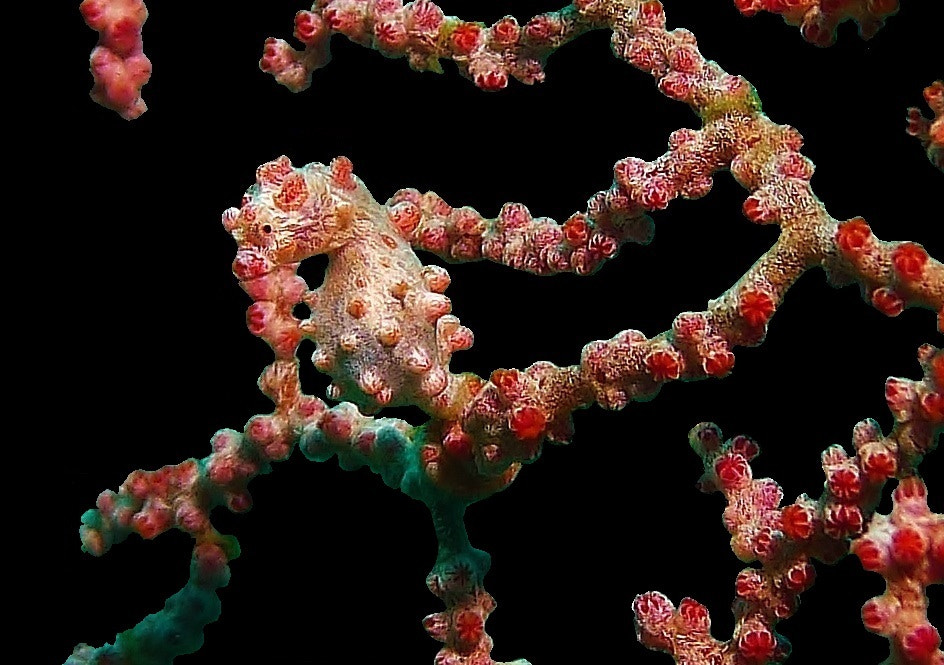 Leica D-LUX 5 sample photo. Hippocampus barbiganti - pigmy seahorse photography