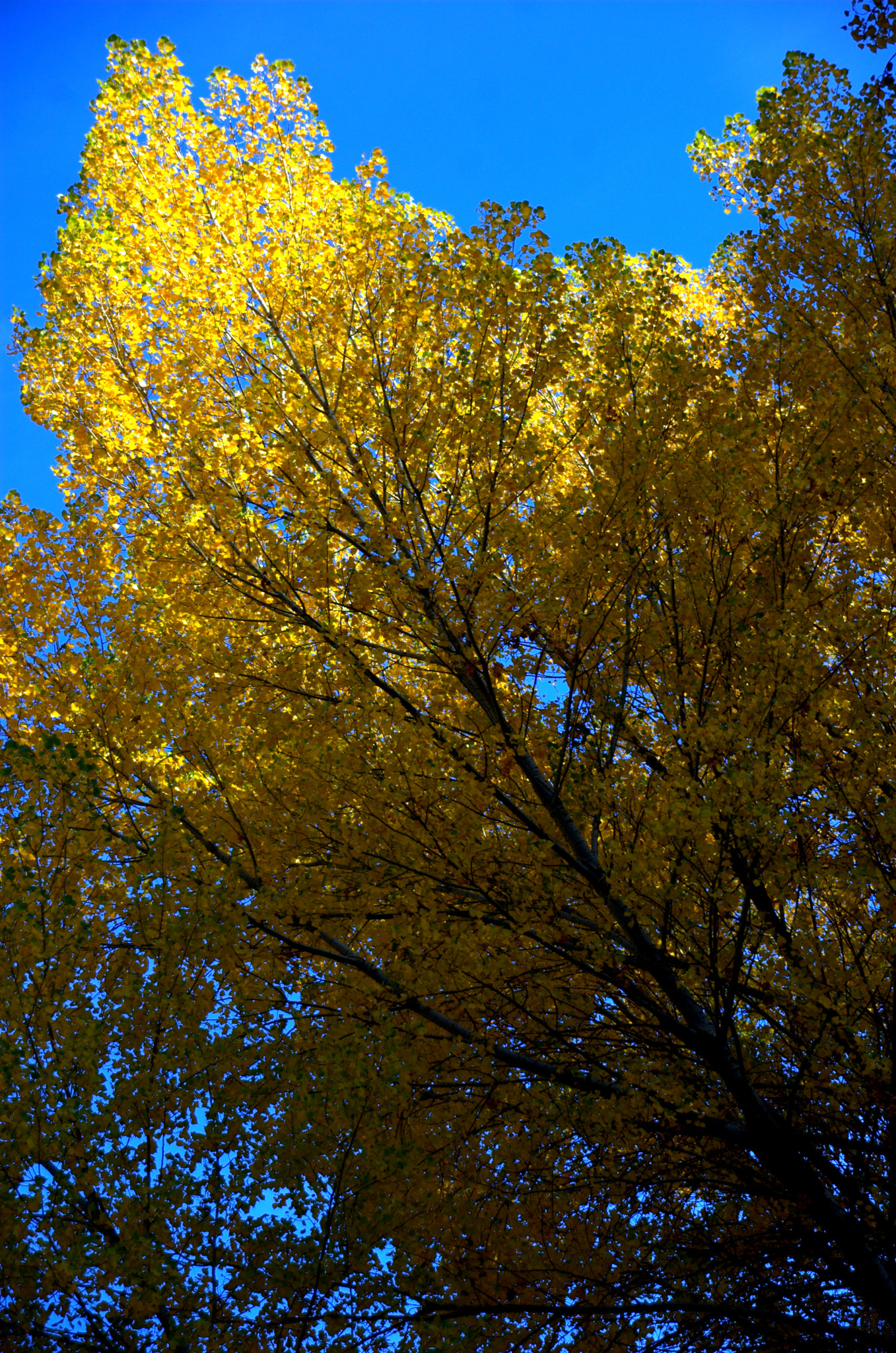 Nikon D40 sample photo. Photo soma () photography