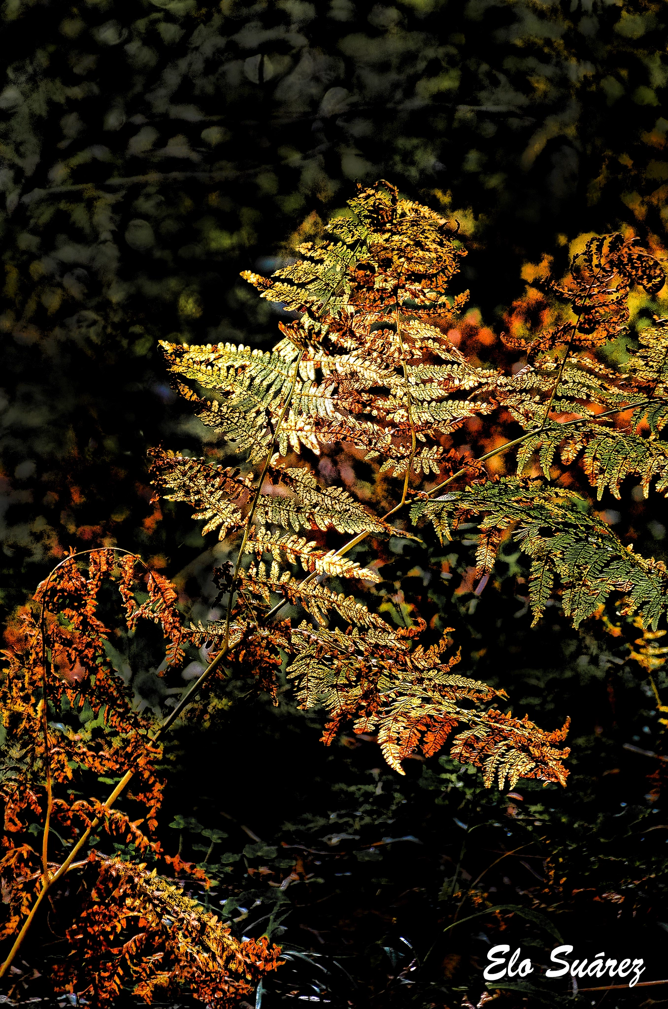 Sigma 18-250mm F3.5-6.3 DC Macro OS HSM sample photo. Elechos otoñal photography