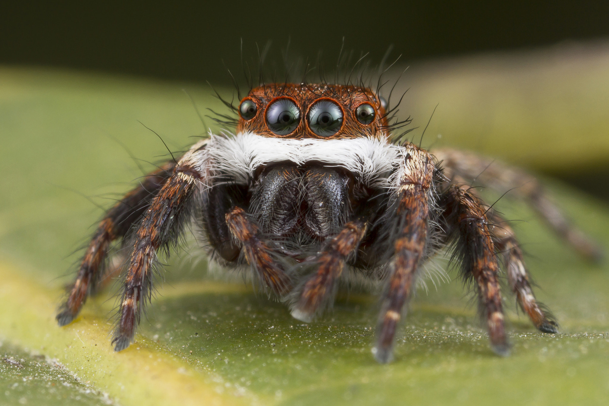 Canon EOS 7D + Canon MP-E 65mm F2.5 1-5x Macro Photo sample photo. Jumping spider photography