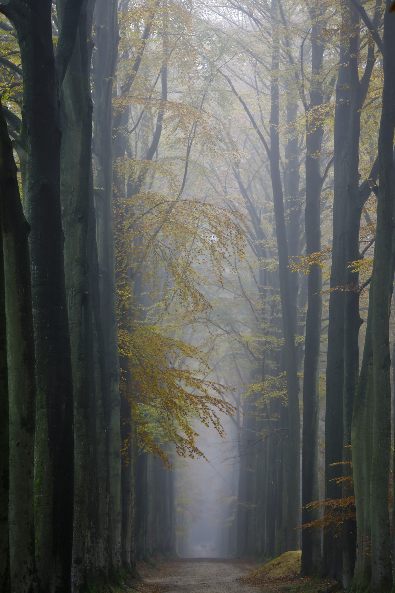 Canon EF 70-200mm F4L IS USM sample photo. Misty morning in the forest photography