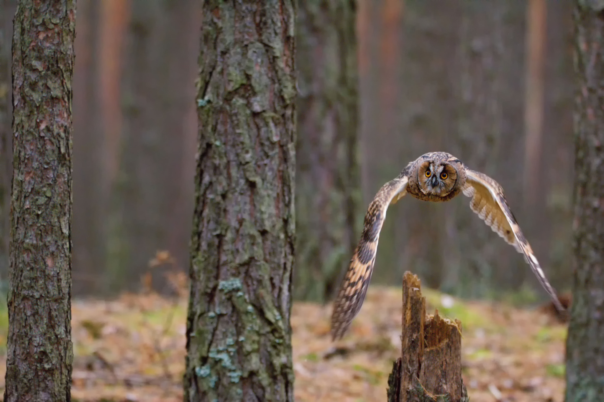 Nikon D7100 sample photo. Bengal eagle owl (bubo bengalensis) photography