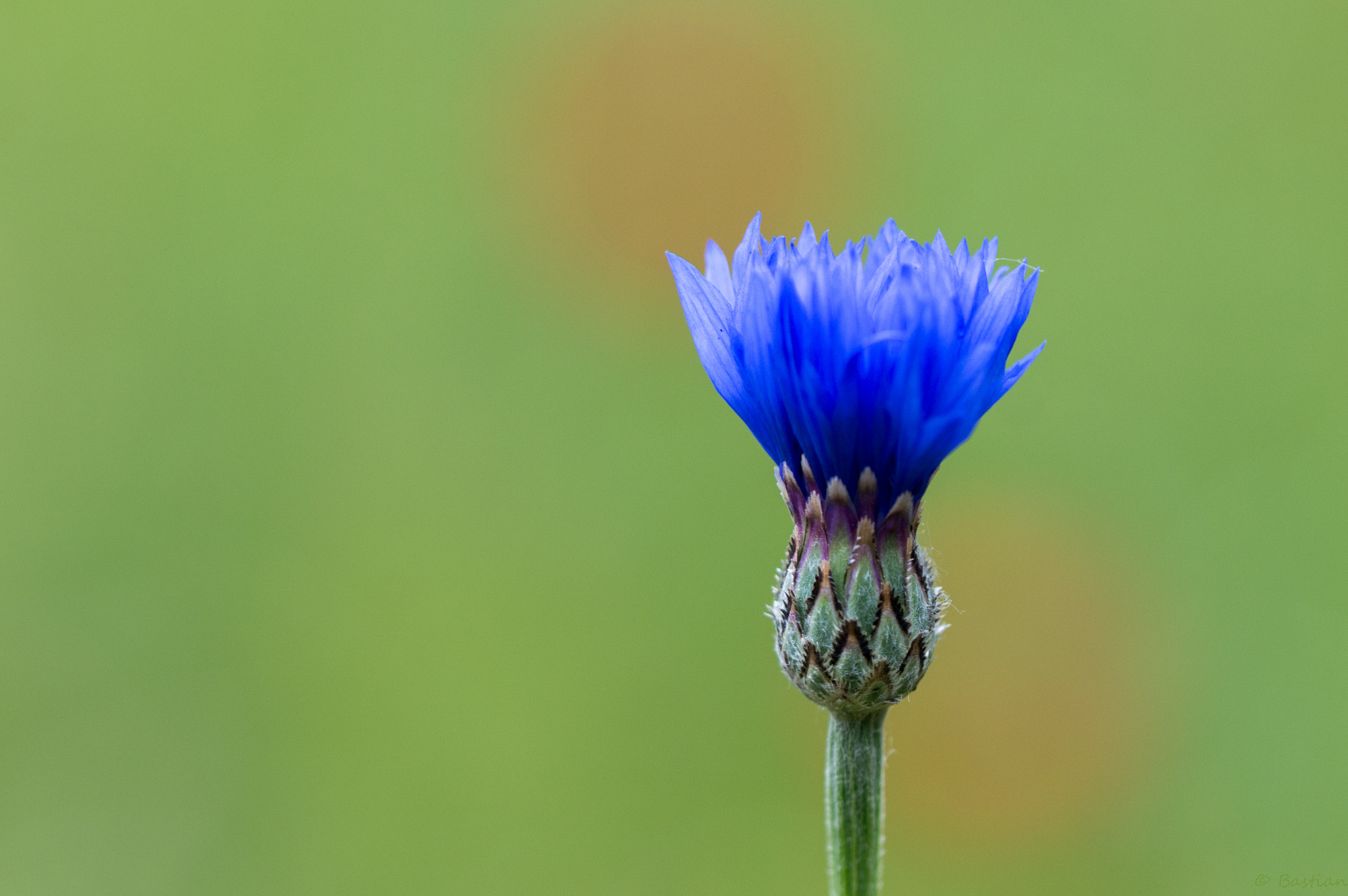 Nikon D3200 sample photo. Silent nature photography