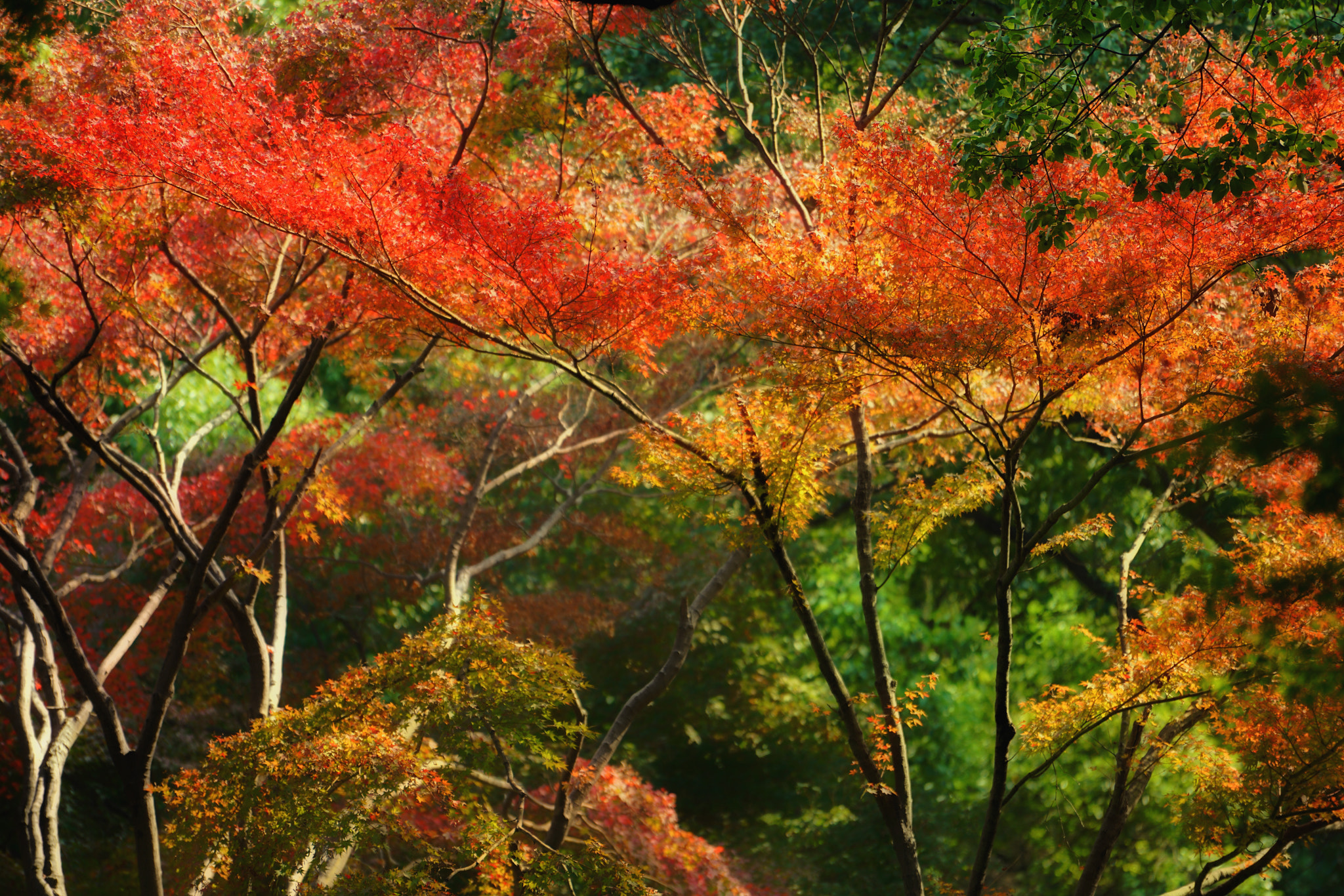 Sony FE 70-200mm F4 G OSS sample photo. 红叶 photography