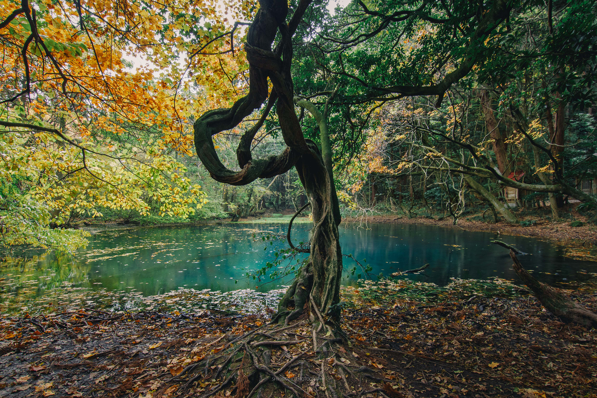 Canon EOS 650D (EOS Rebel T4i / EOS Kiss X6i) sample photo. Mysterious pond photography