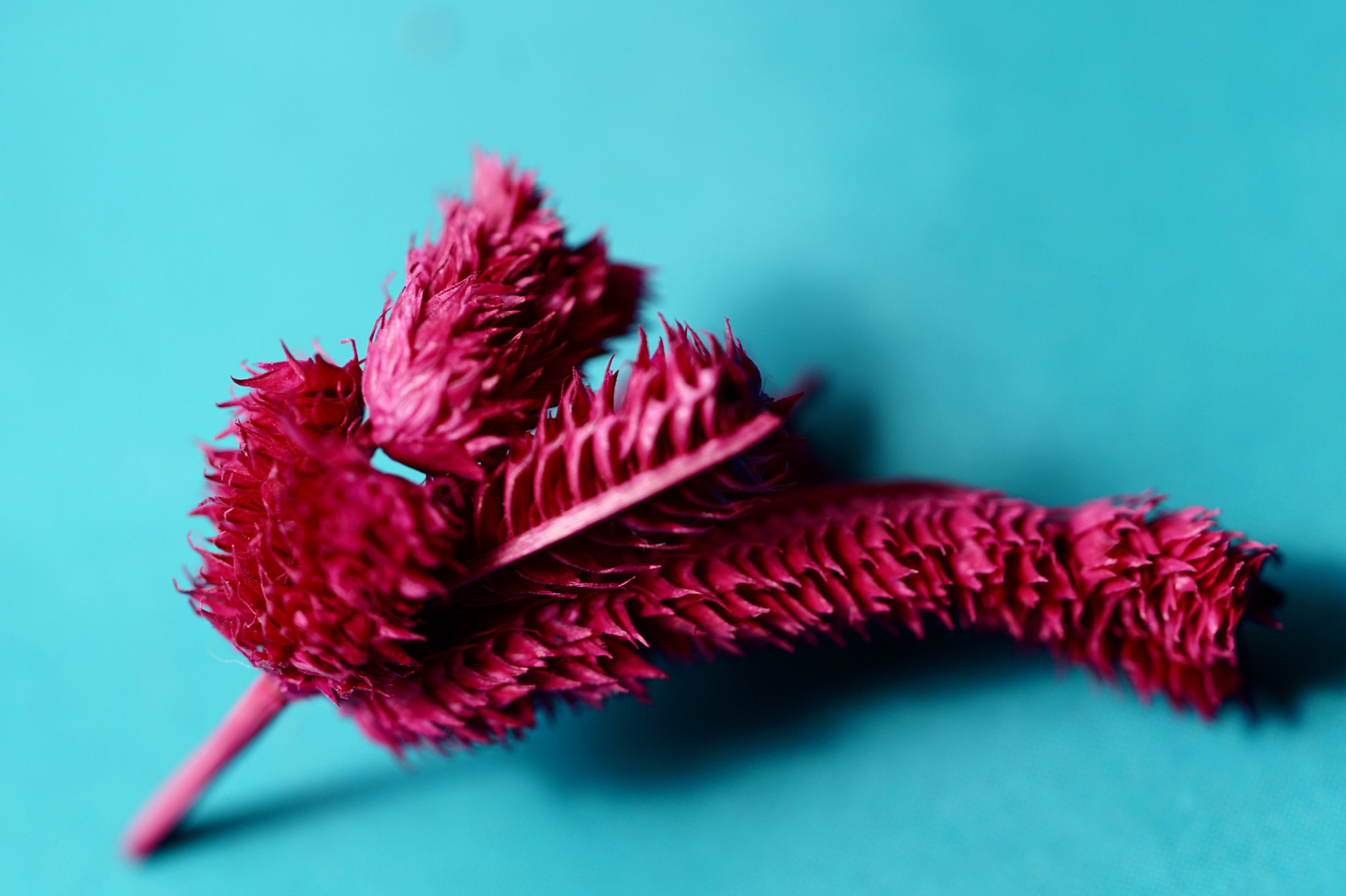 Sony FE 90mm F2.8 Macro G OSS sample photo. Pot pourri!! photography