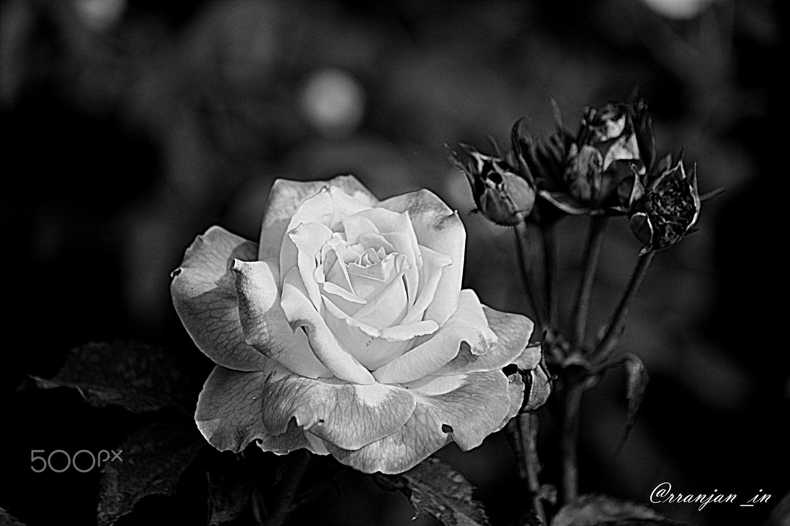 Nikon AF Nikkor 70-300mm F4-5.6G sample photo. Rose in black n white photography