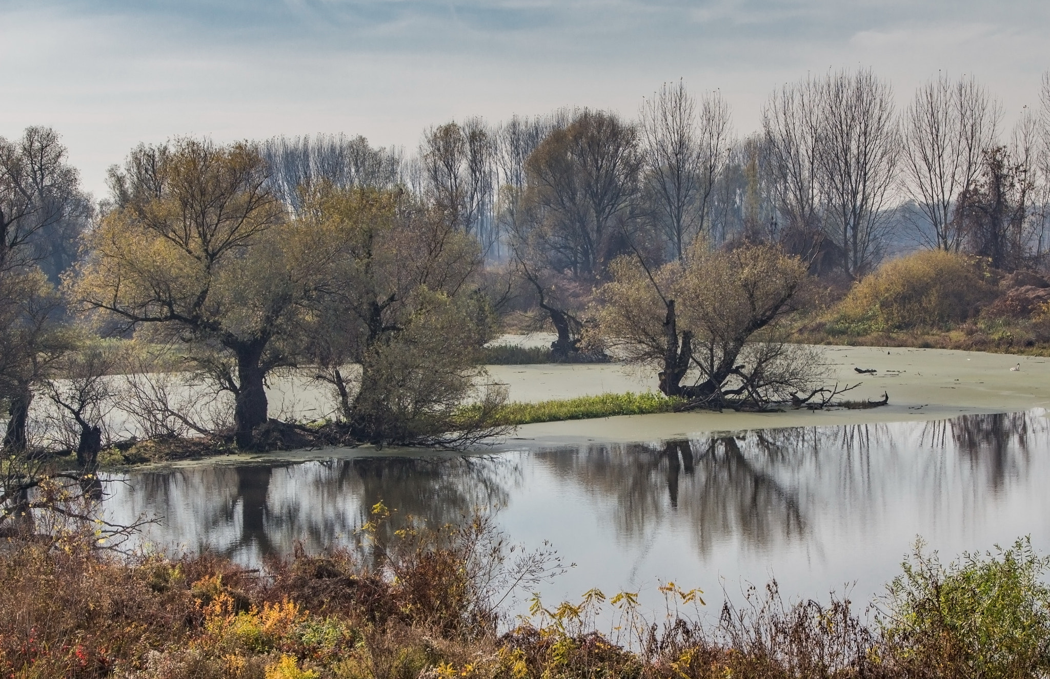 Canon EOS 700D (EOS Rebel T5i / EOS Kiss X7i) + Canon EF 24-105mm F4L IS USM sample photo. Swamp near belgrade photography