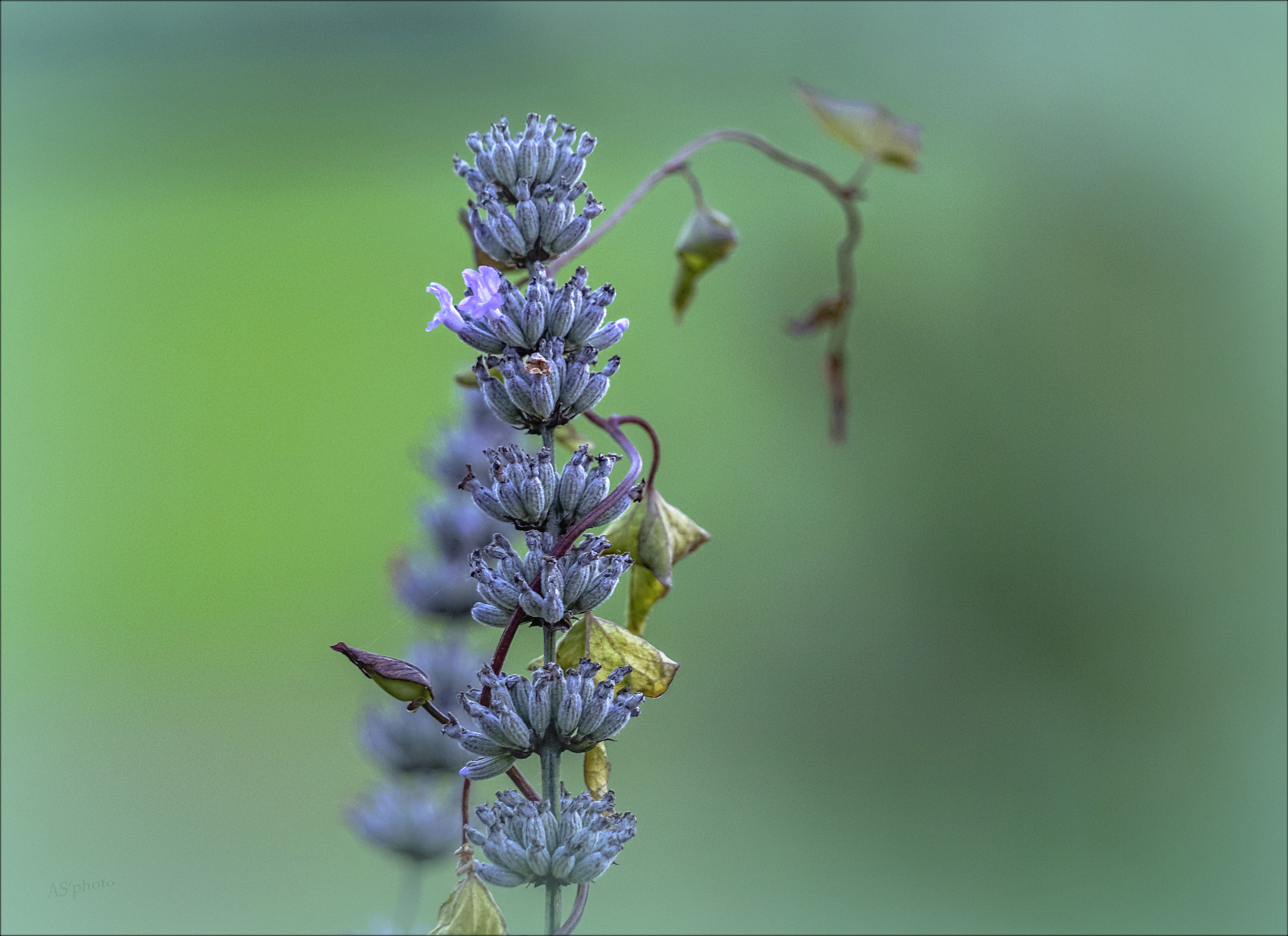 Olympus Zuiko Digital ED 40-150mm F4.0-5.6 sample photo. Lavender photography