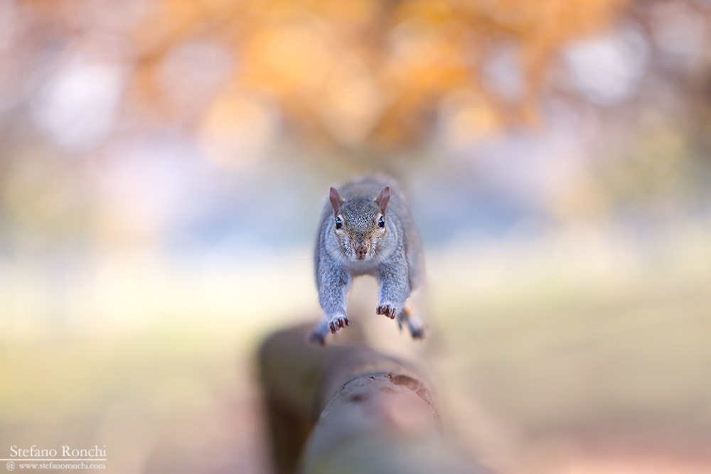 Canon EOS-1D Mark III sample photo. The run photography