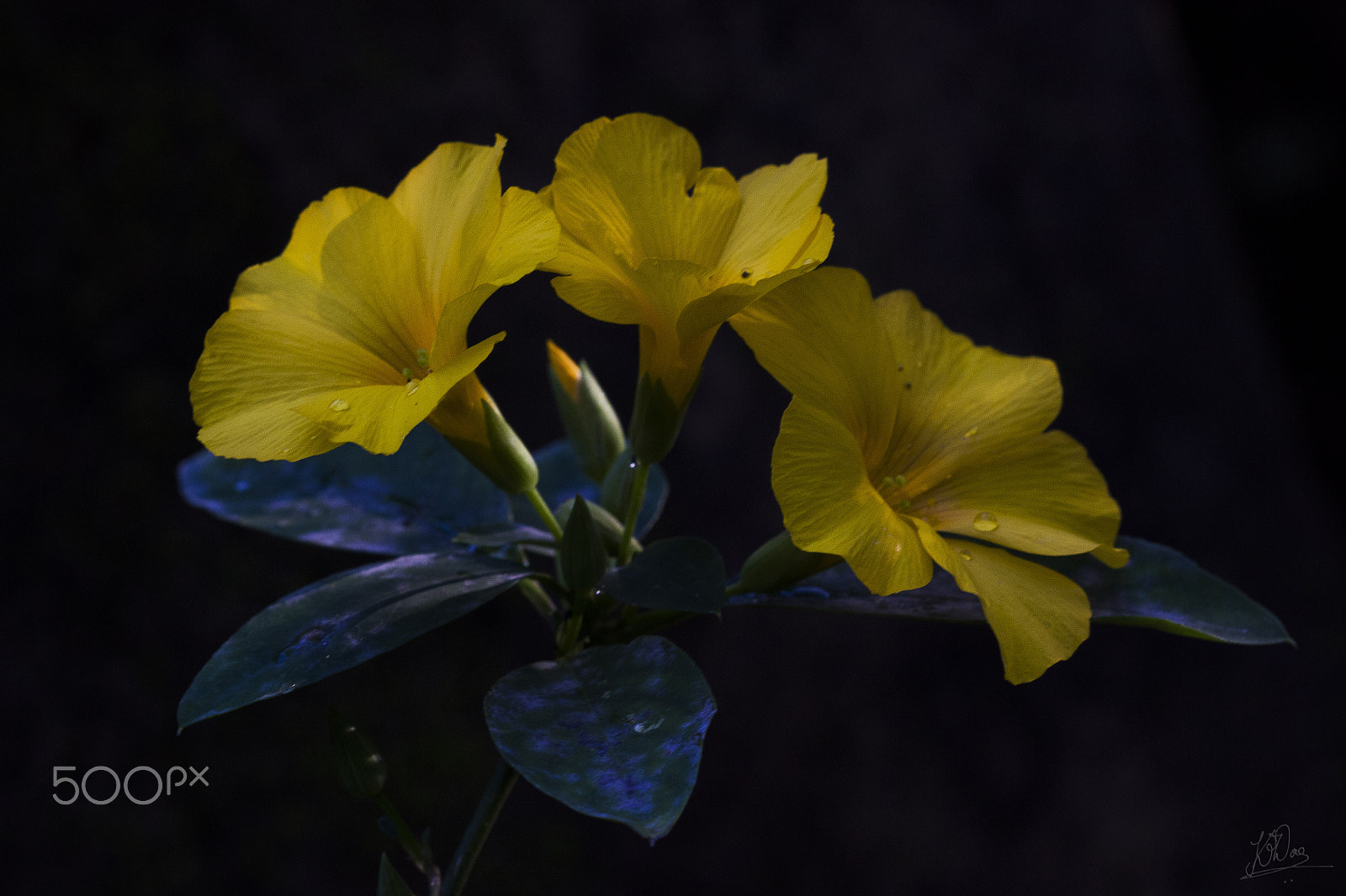 Canon EF 100mm F2.8 Macro USM sample photo. Yellow himalayan flax photography