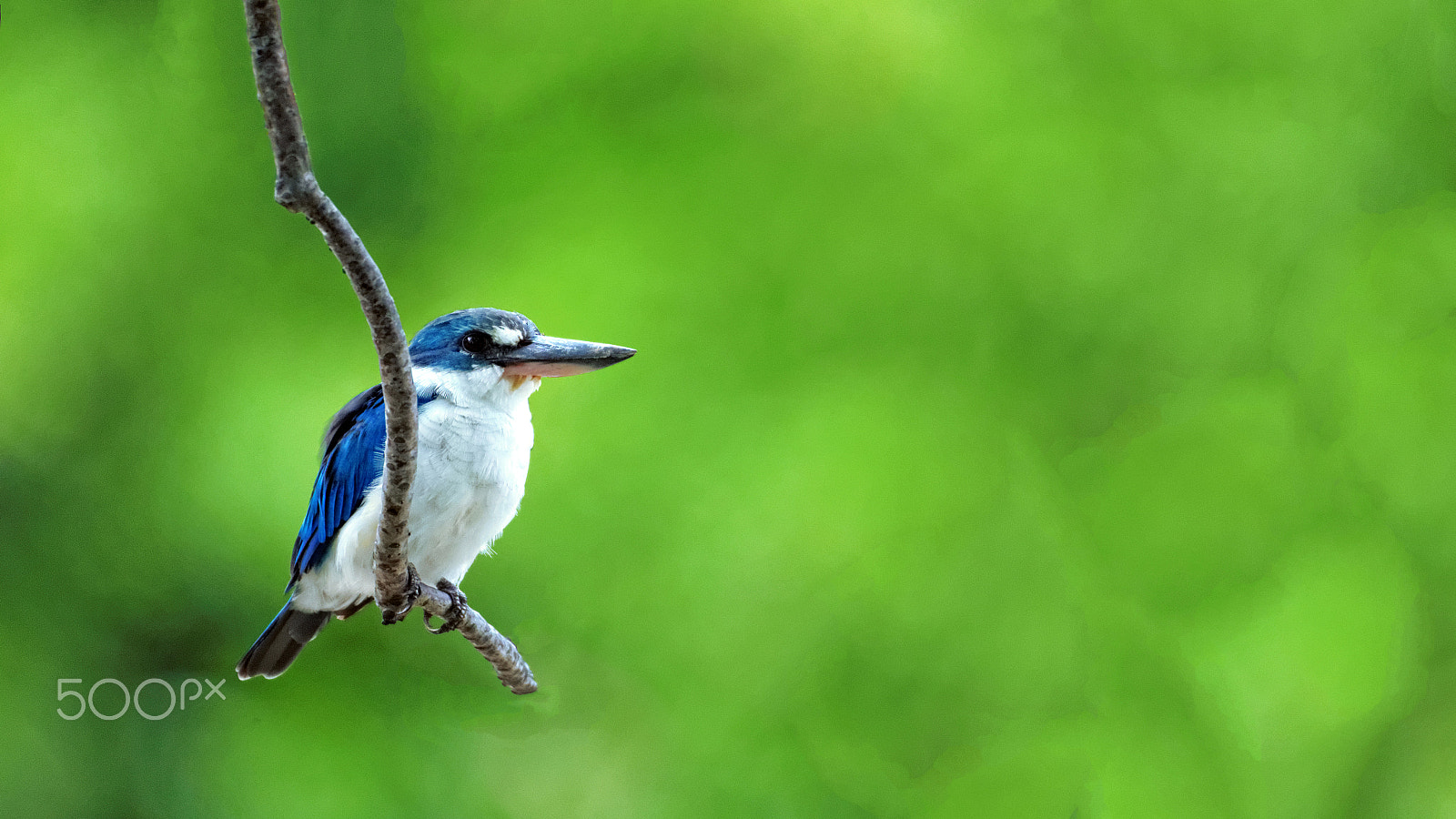 Canon EOS-1D X + Tamron SP 150-600mm F5-6.3 Di VC USD sample photo. Kingfisher photography