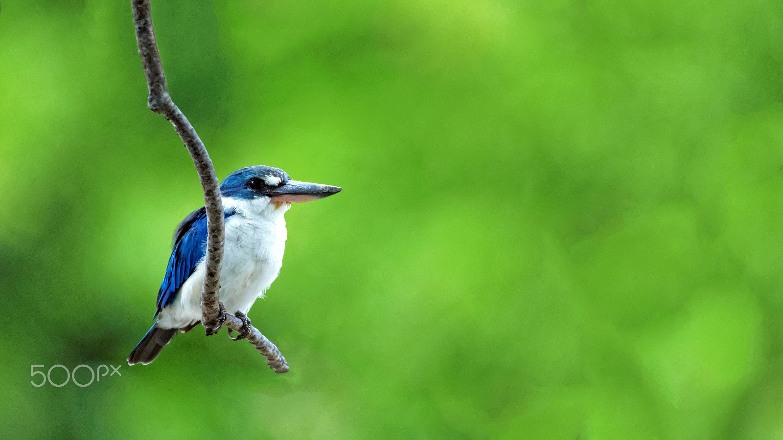 Tamron SP 150-600mm F5-6.3 Di VC USD sample photo. Kingfisher photography