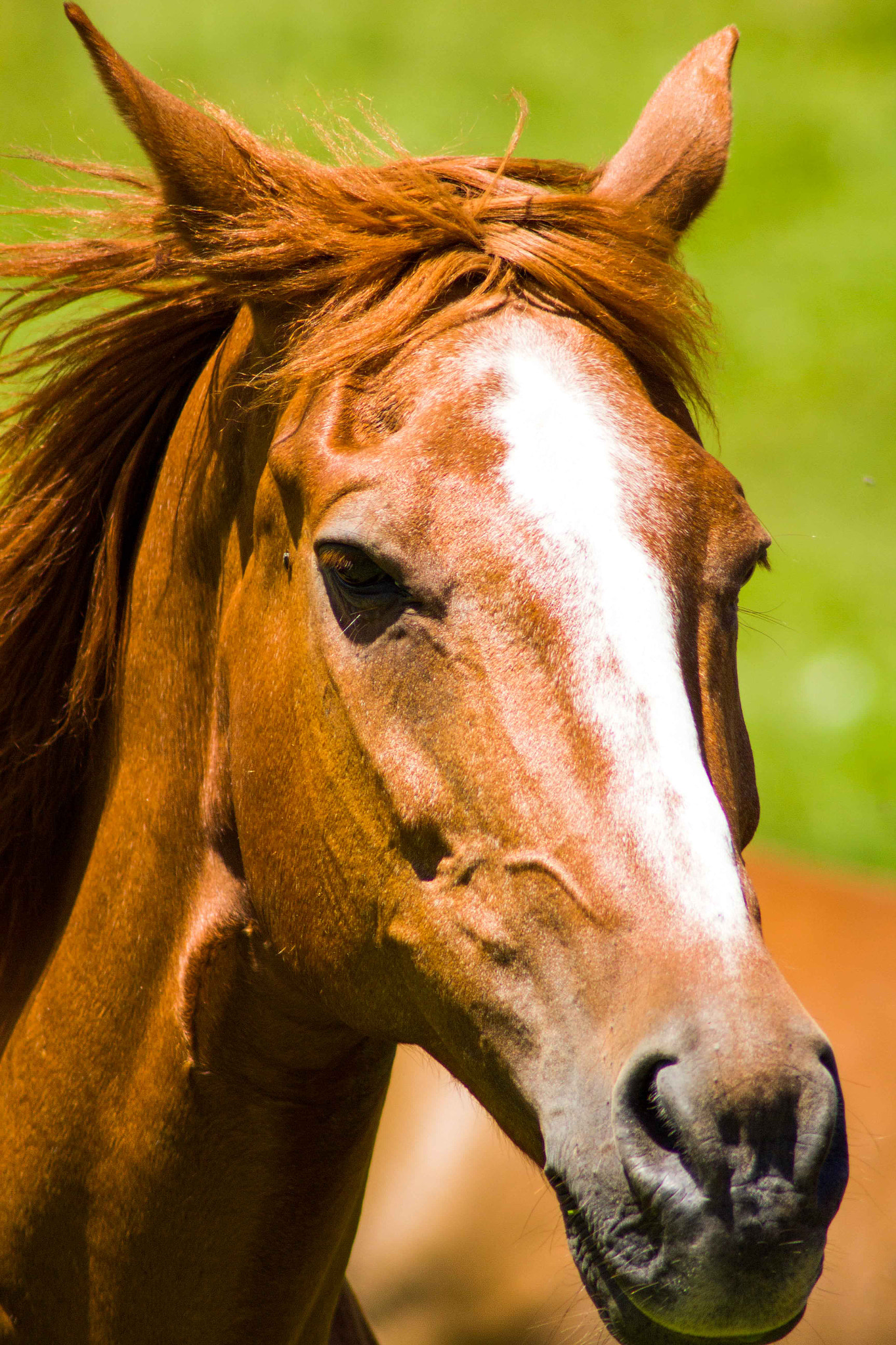Canon EOS 60D sample photo. Horse photography