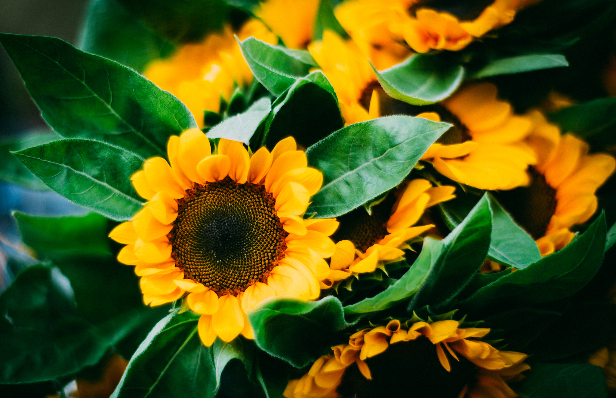 ZEISS Planar T* 50mm F1.4 sample photo. Sunflower photography