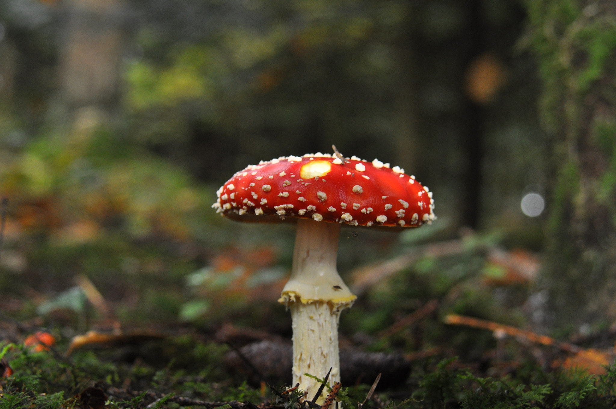 Nikon D5000 sample photo. Fotos  peter pilz in  wiesendangen photography