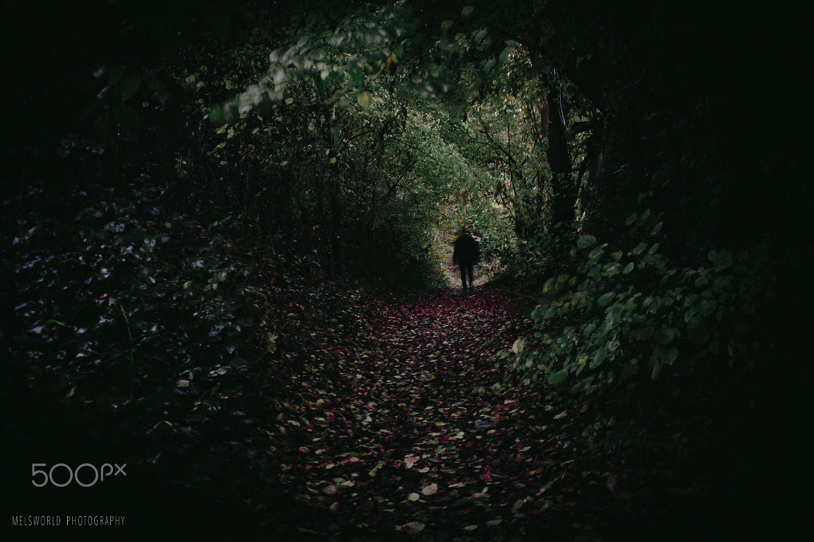 Canon EOS 700D (EOS Rebel T5i / EOS Kiss X7i) + Canon EF 24mm F2.8 sample photo. Creepy meet in the forest photography