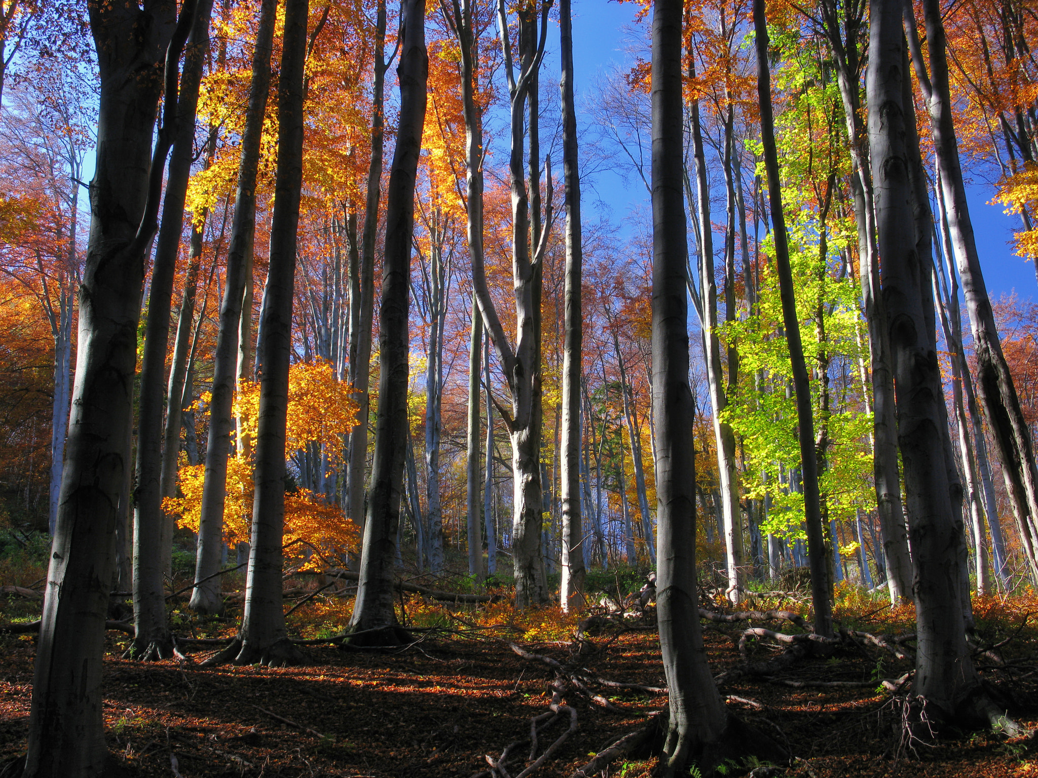 Canon POWERSHOT A650 IS sample photo. Autumn colours photography