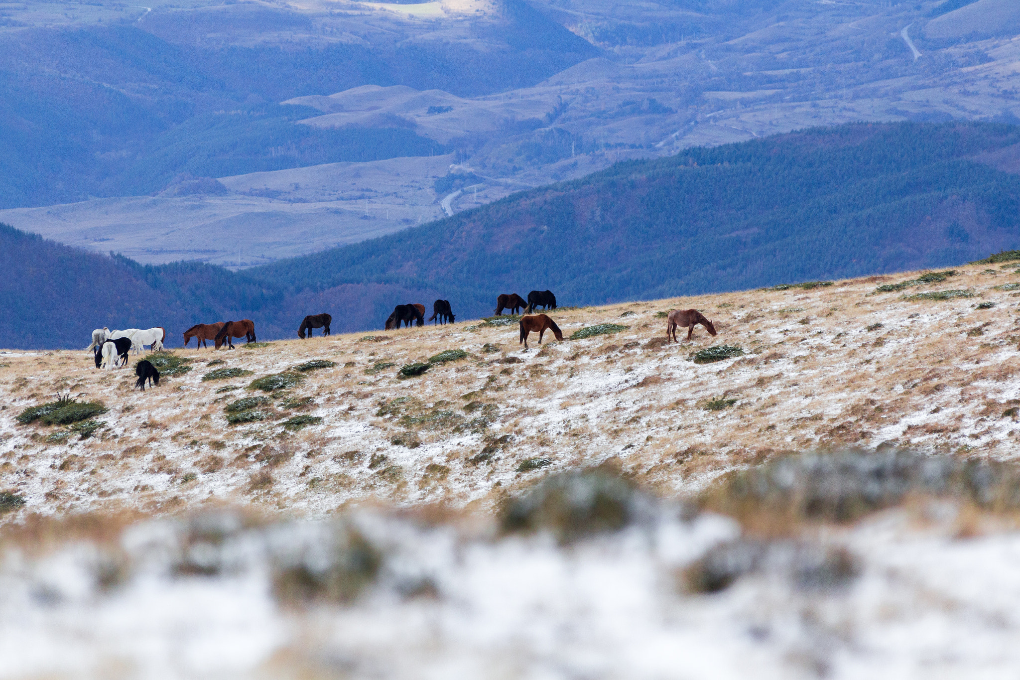 Sigma 70-300mm F4-5.6 APO DG Macro sample photo. Mustang horses around central balkan photography