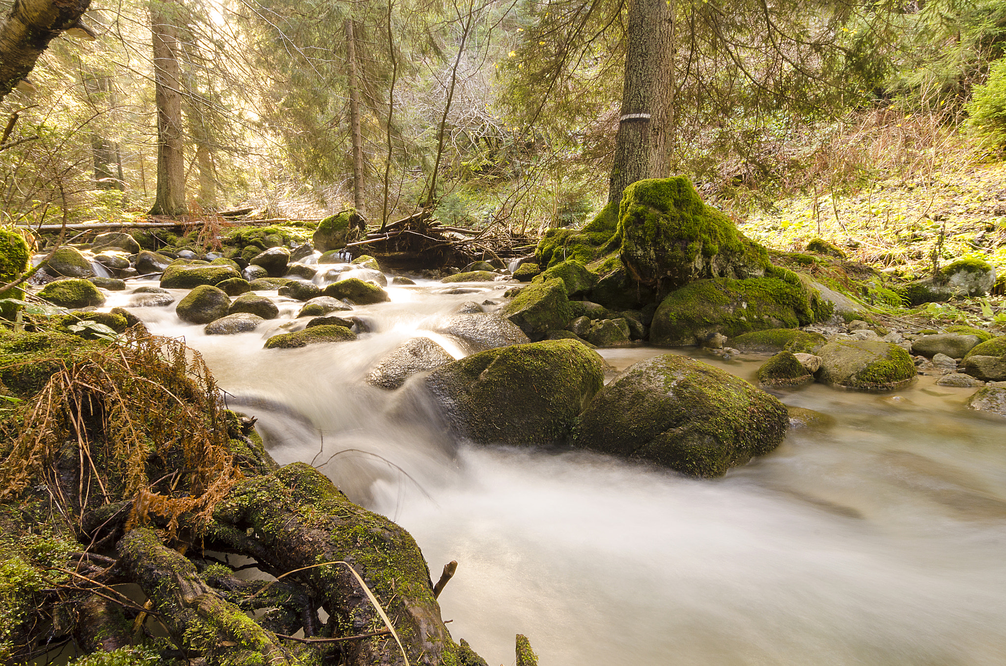 Tokina AT-X Pro 12-24mm F4 (IF) DX sample photo. Fall in the forest - borovets, bg photography