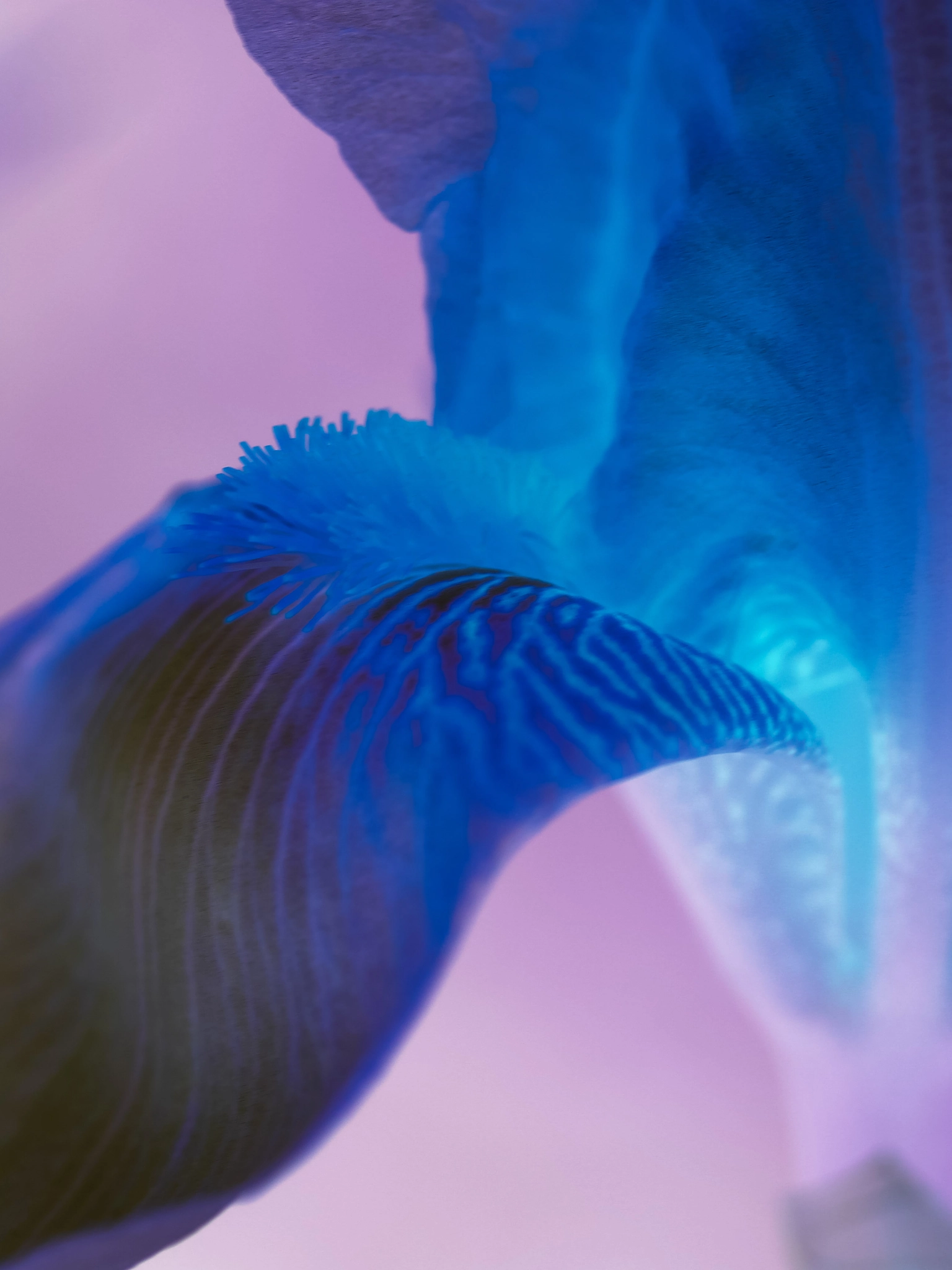 Canon EOS 650D (EOS Rebel T4i / EOS Kiss X6i) sample photo. Yellow iris - inverted photography
