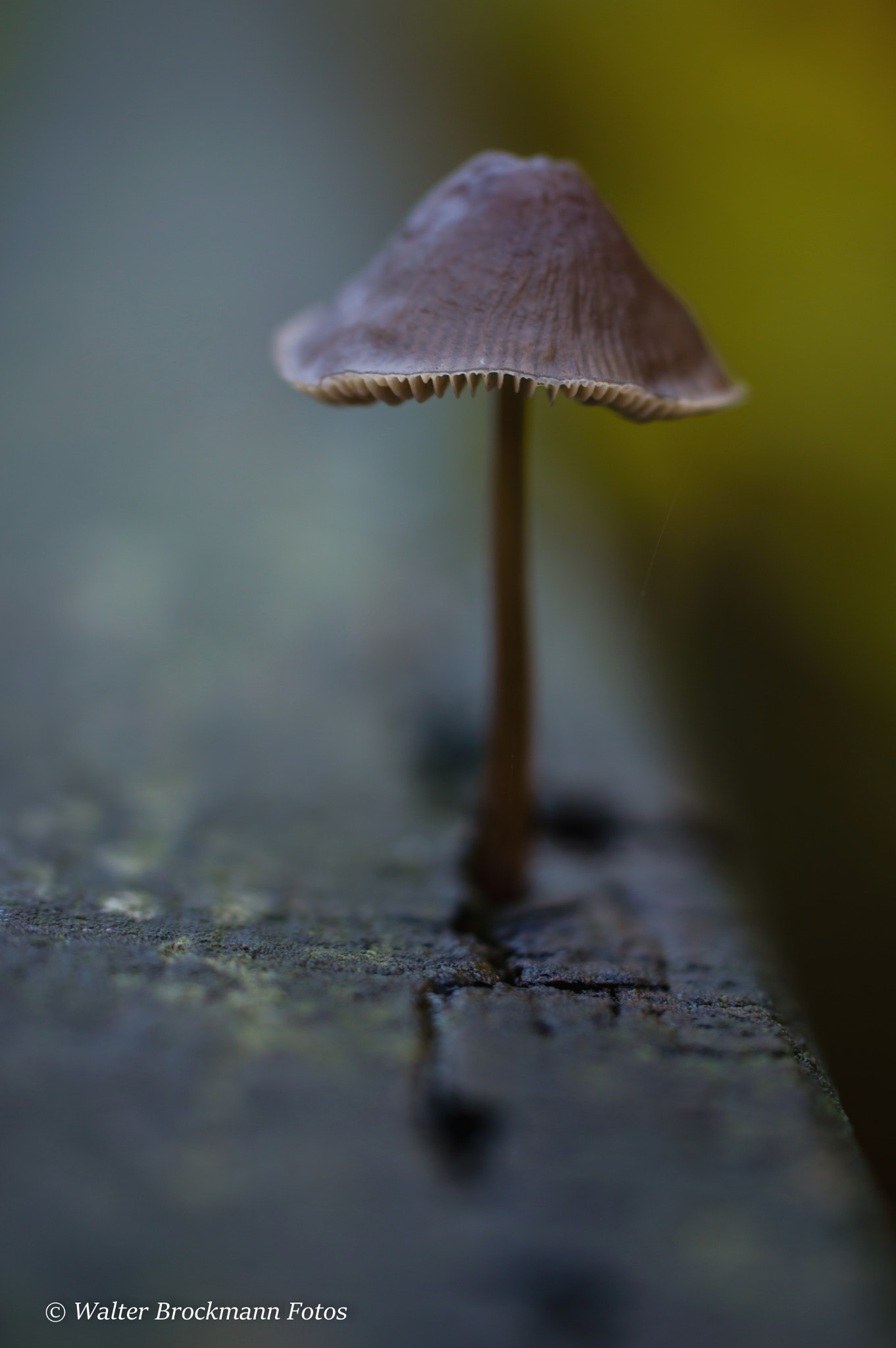 Nikon D3200 sample photo. Pilze photography
