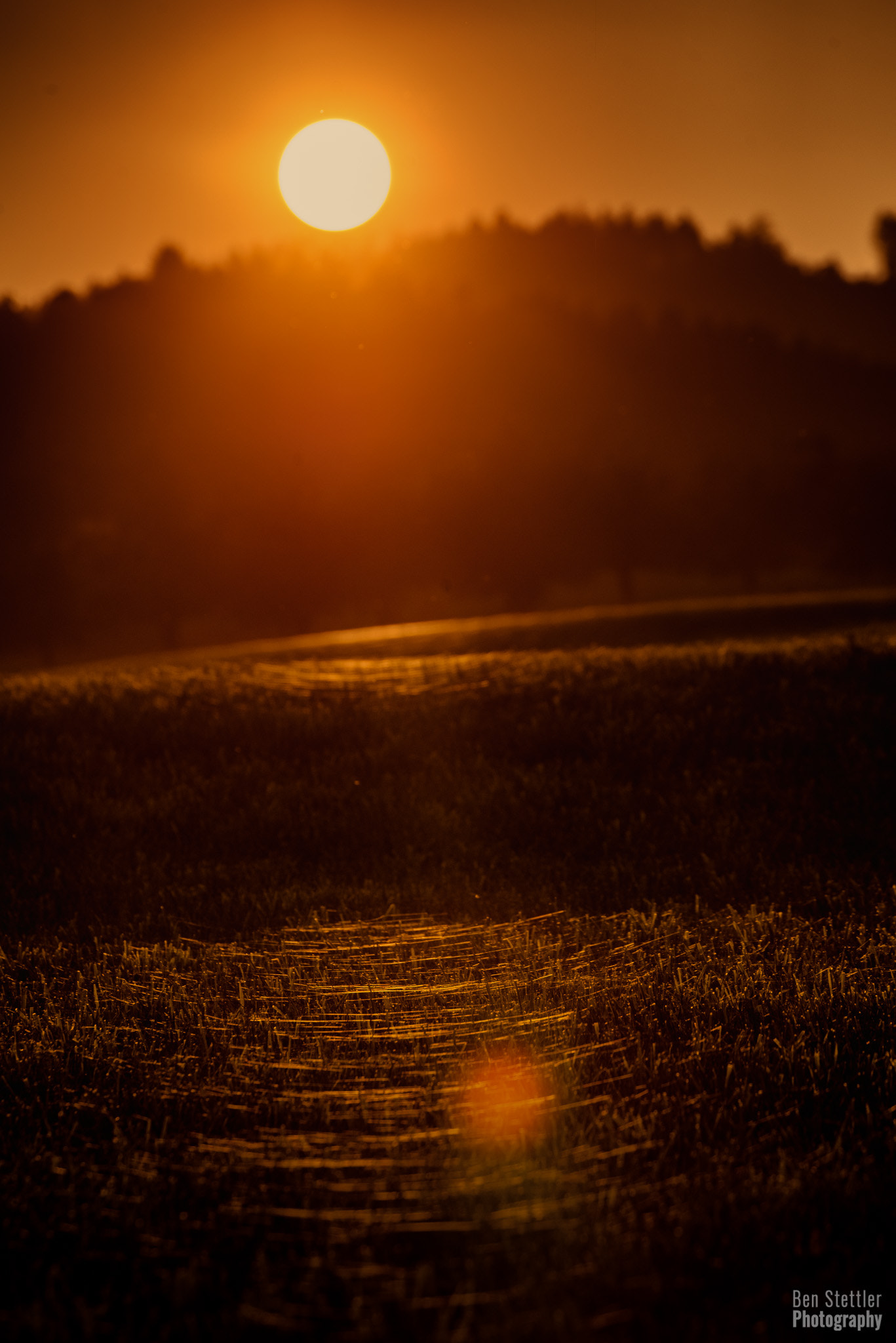 Nikon D610 sample photo. Spiders photography