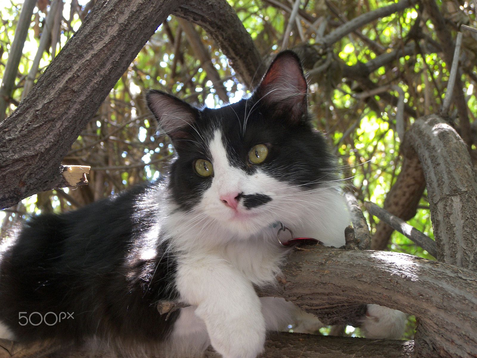 Kodak P880 ZOOM DIGITAL CAMERA sample photo. 'beamer' the wonder cat photography