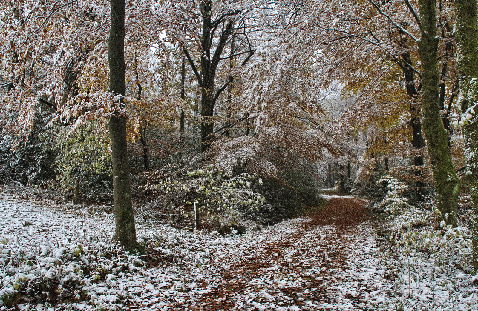 Canon EOS 7D sample photo. Autumn meets winter photography