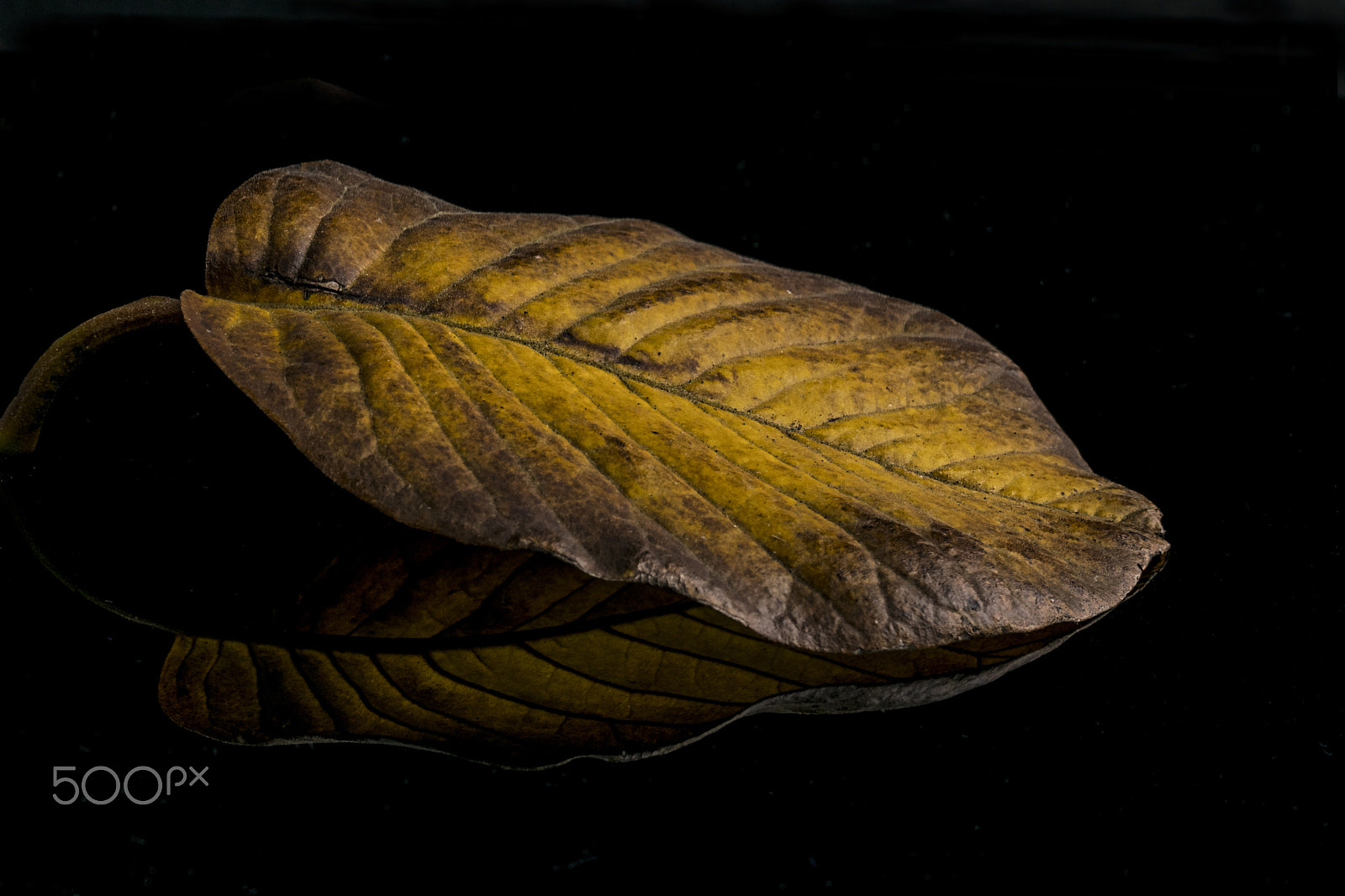 Sigma 105mm F2.8 EX DG OS HSM sample photo. Autumn leaf photography