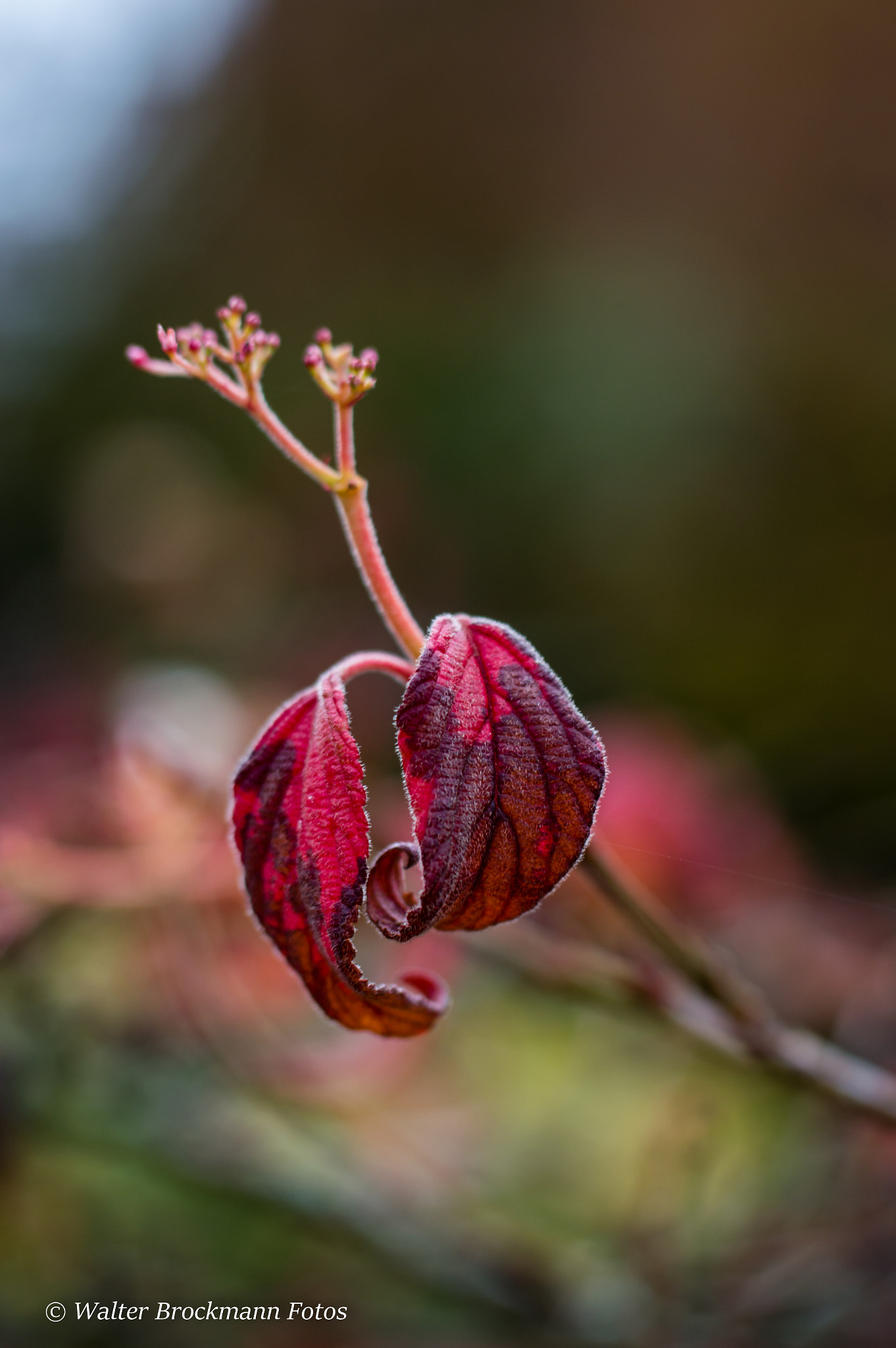Nikon D3200 sample photo. Tamron 60mm 2.0 macro photography