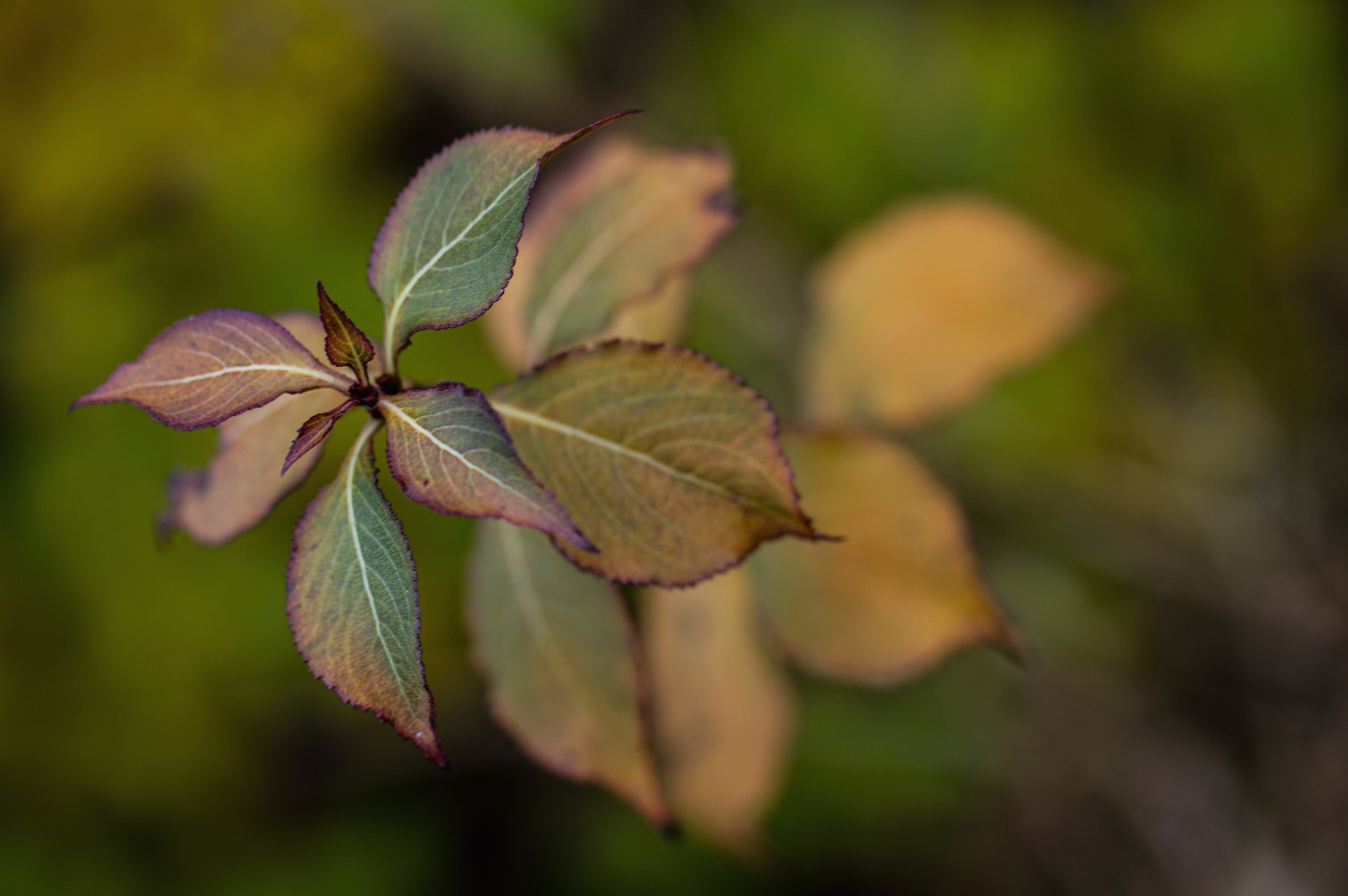 Nikon D3200 sample photo. Tamron 60mm 2.0 macro photography