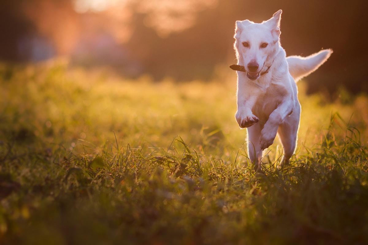 Canon EOS 700D (EOS Rebel T5i / EOS Kiss X7i) + Canon EF 135mm F2L USM sample photo. Sunset race photography